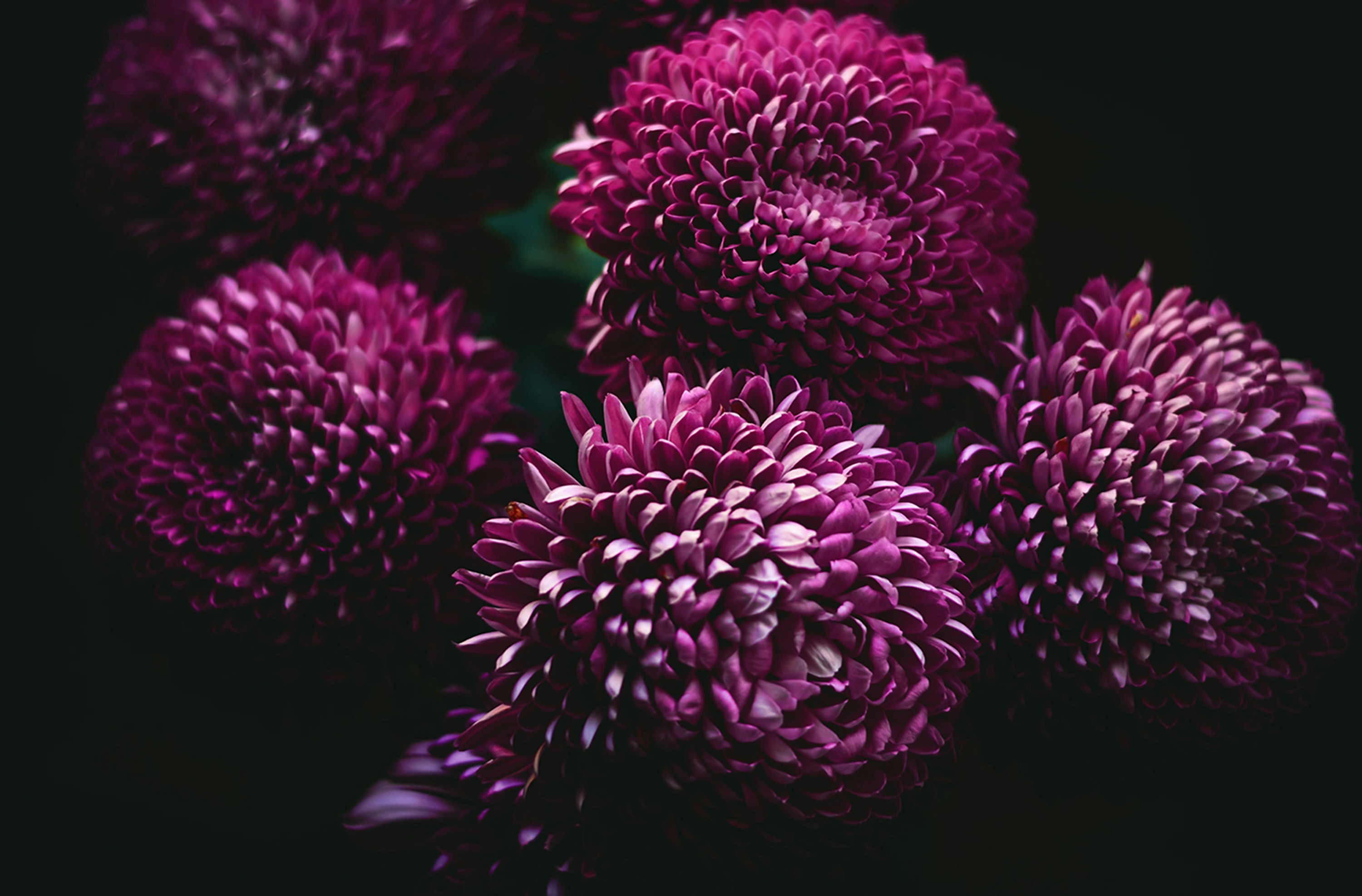 Dark Purple Pom Pom Chrysanthemums