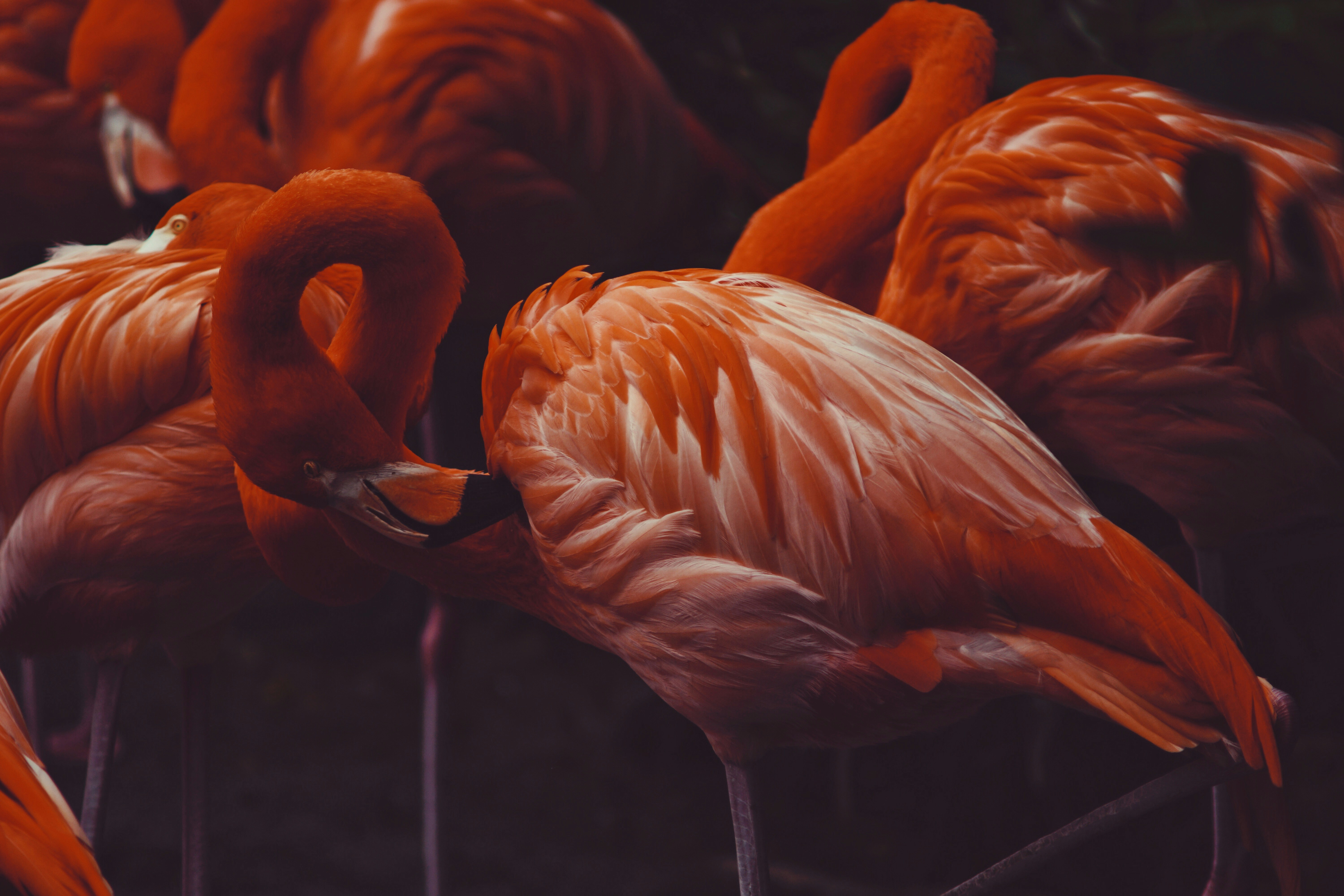 A Group of Resting Flamingos