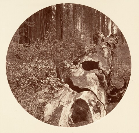 Fallen Giant Tree in Old Growth Forest
