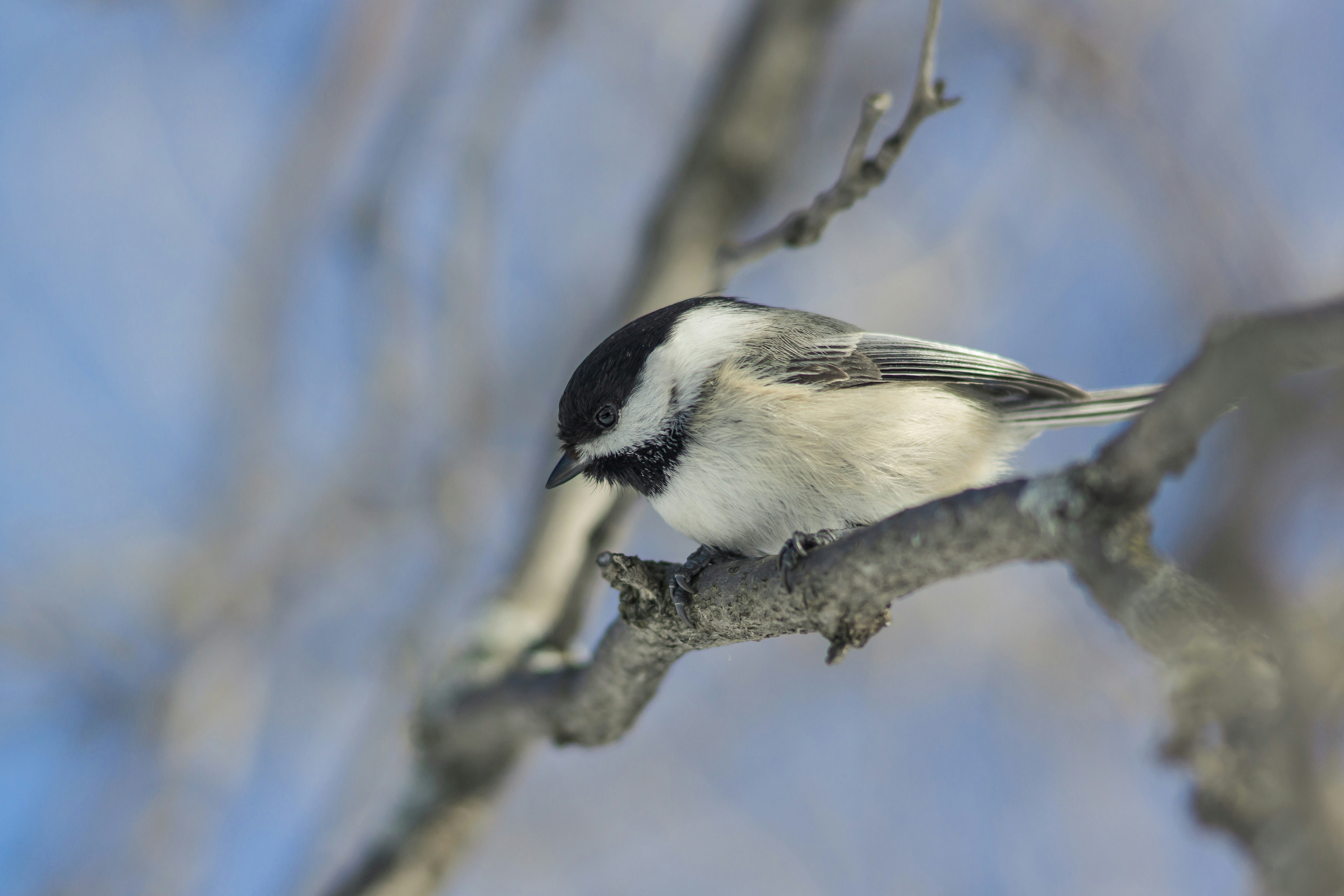 Black-capped Chickadee Perched on Branch