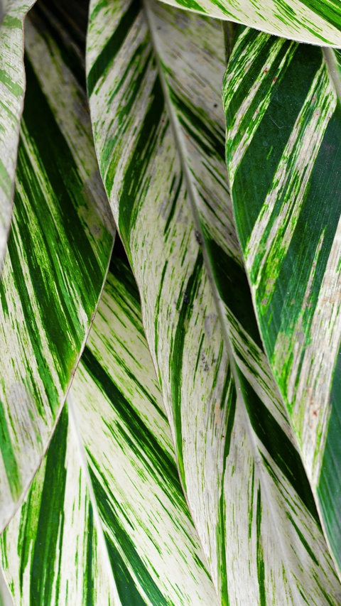 Variegated Tropical Plant Leaves