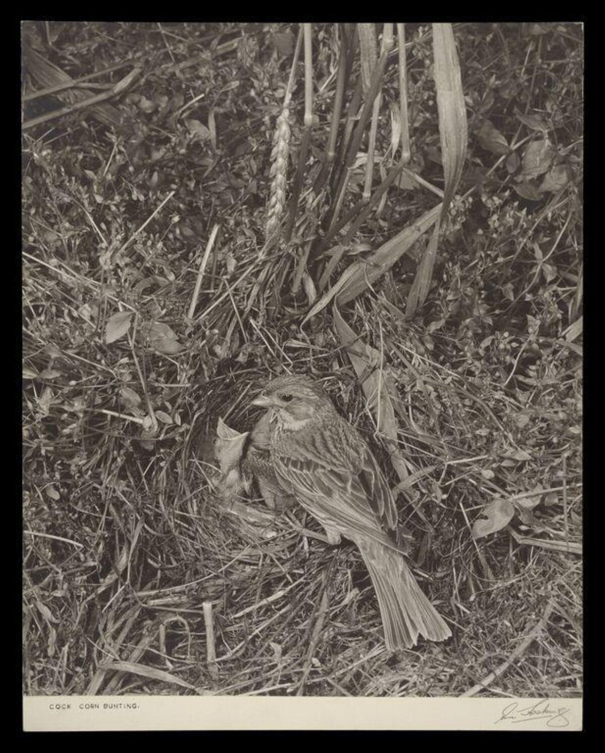 Cock Corn Bunting at Nest