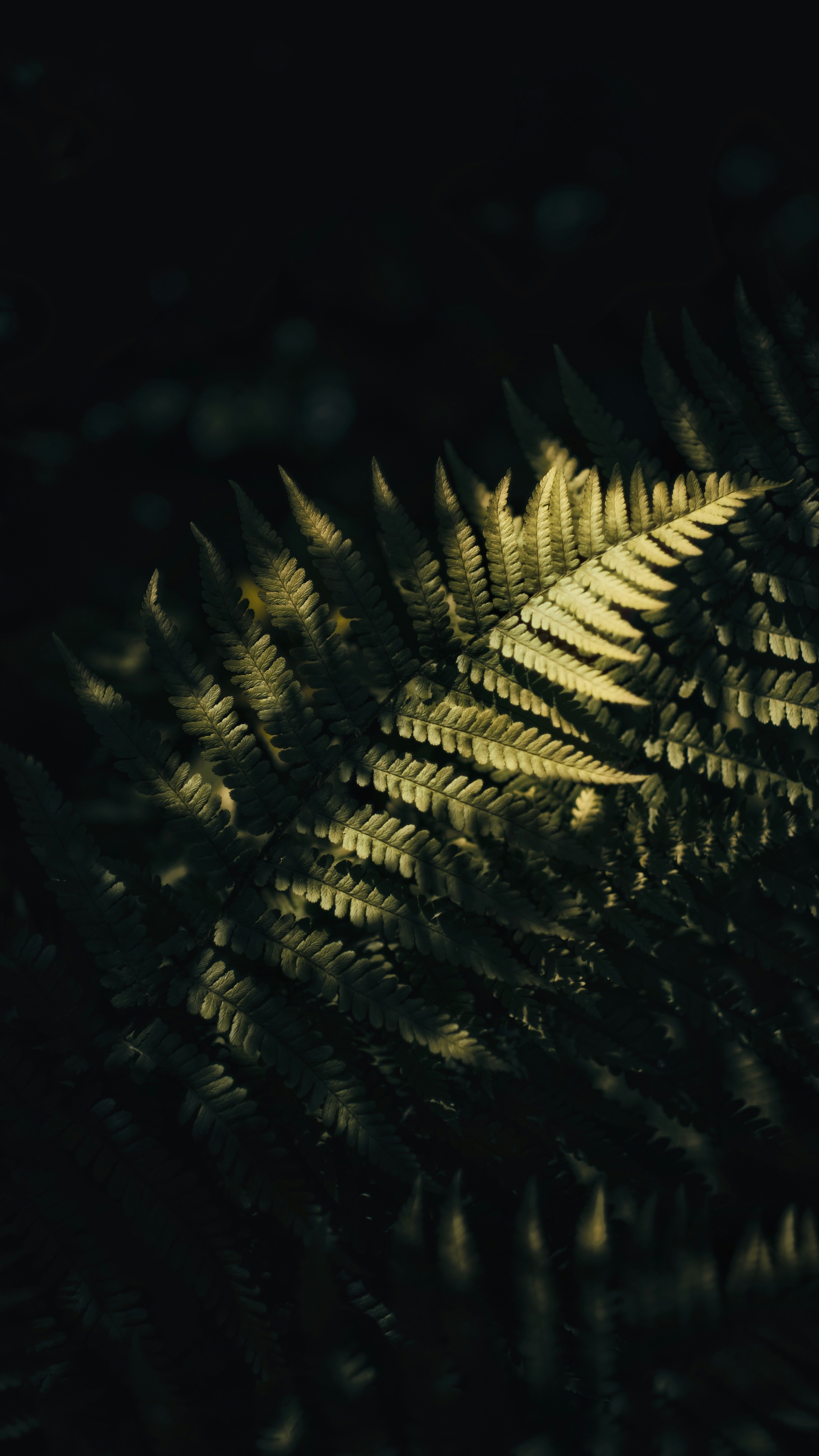 Wallpapers