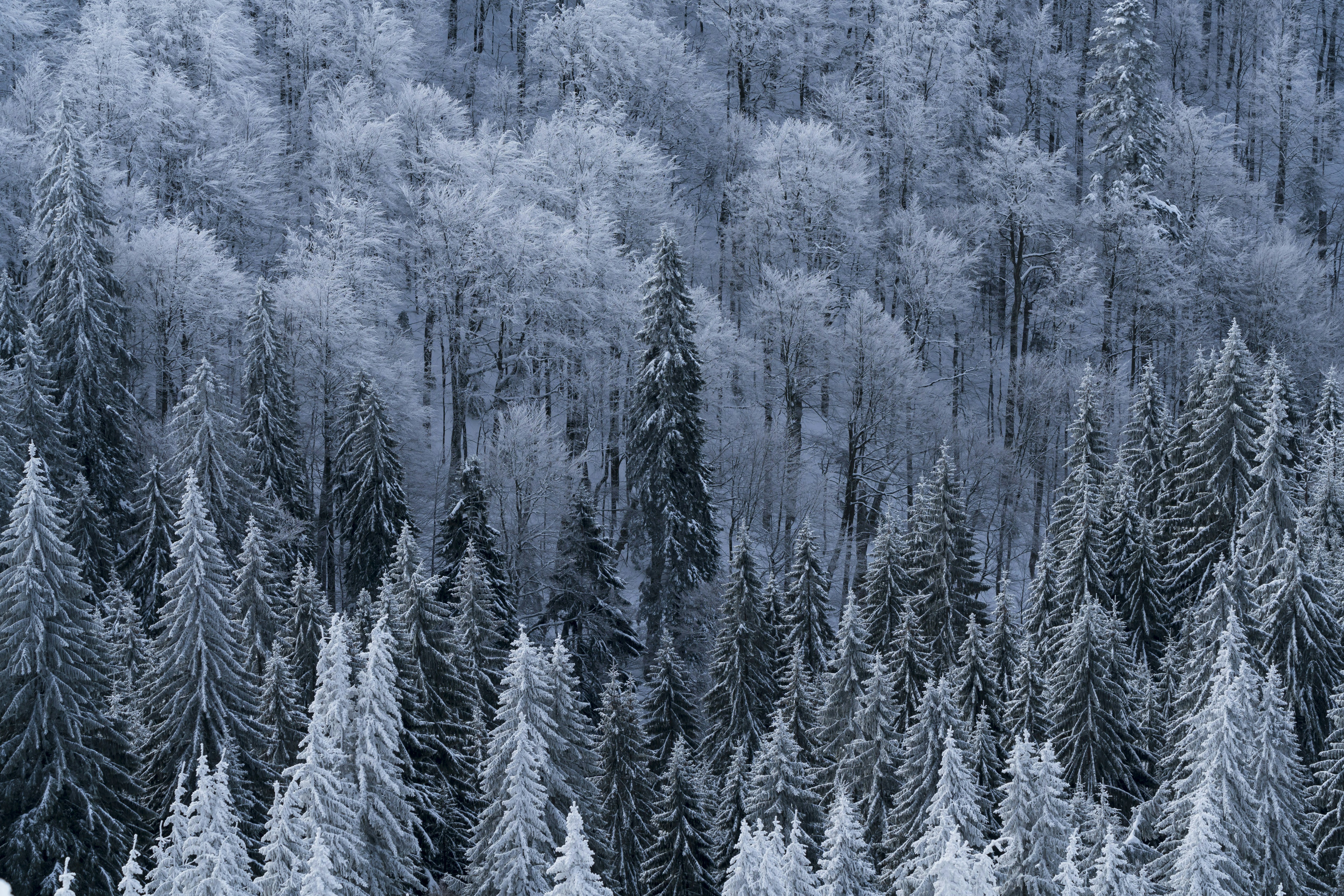 Snow-covered Winter Forest