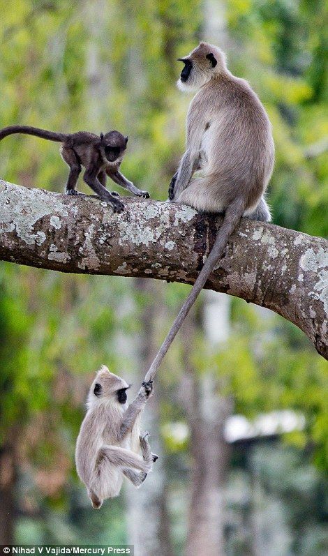 Baby Monkey Hangs From Adult's Tail