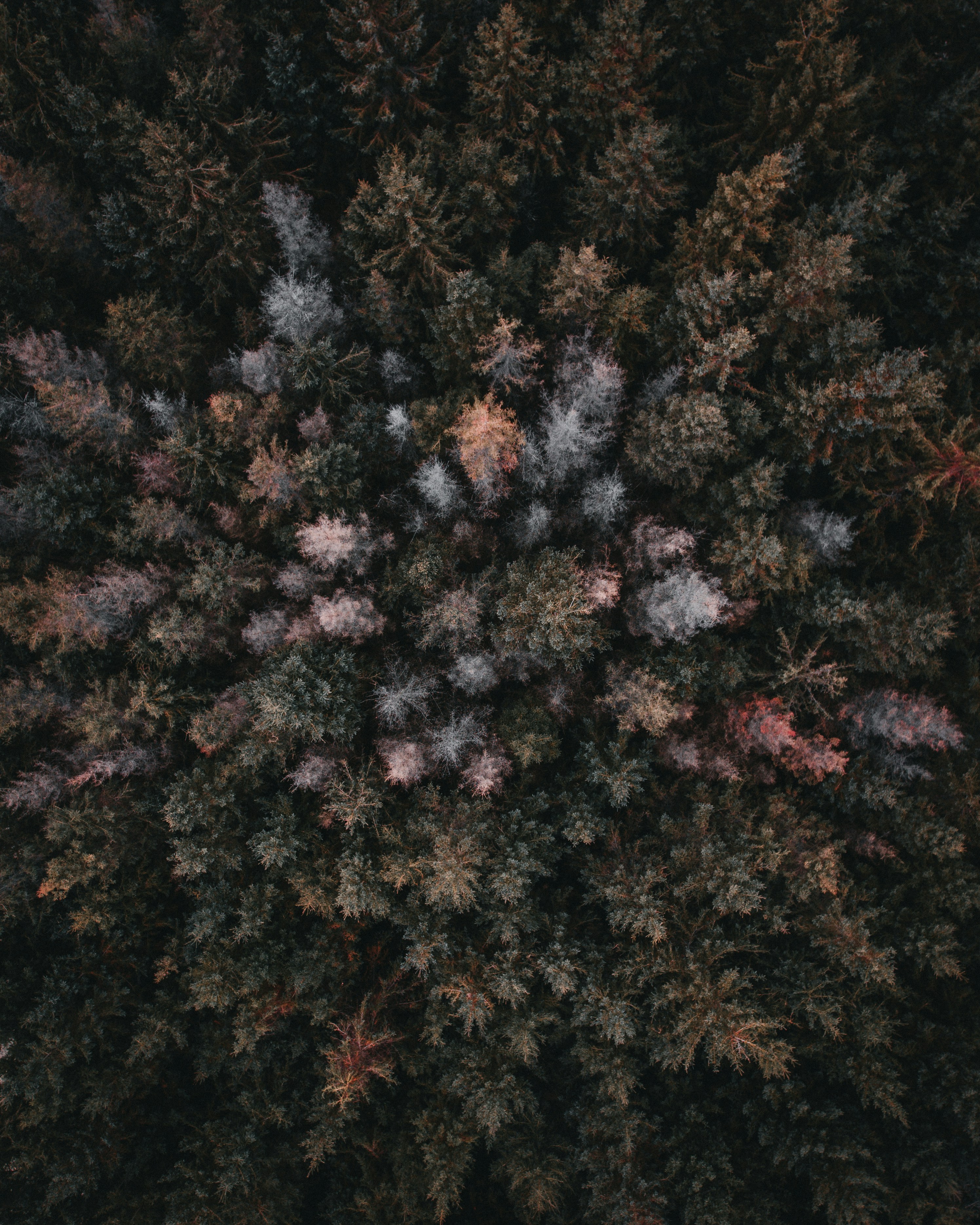 Aerial Autumn Forest View