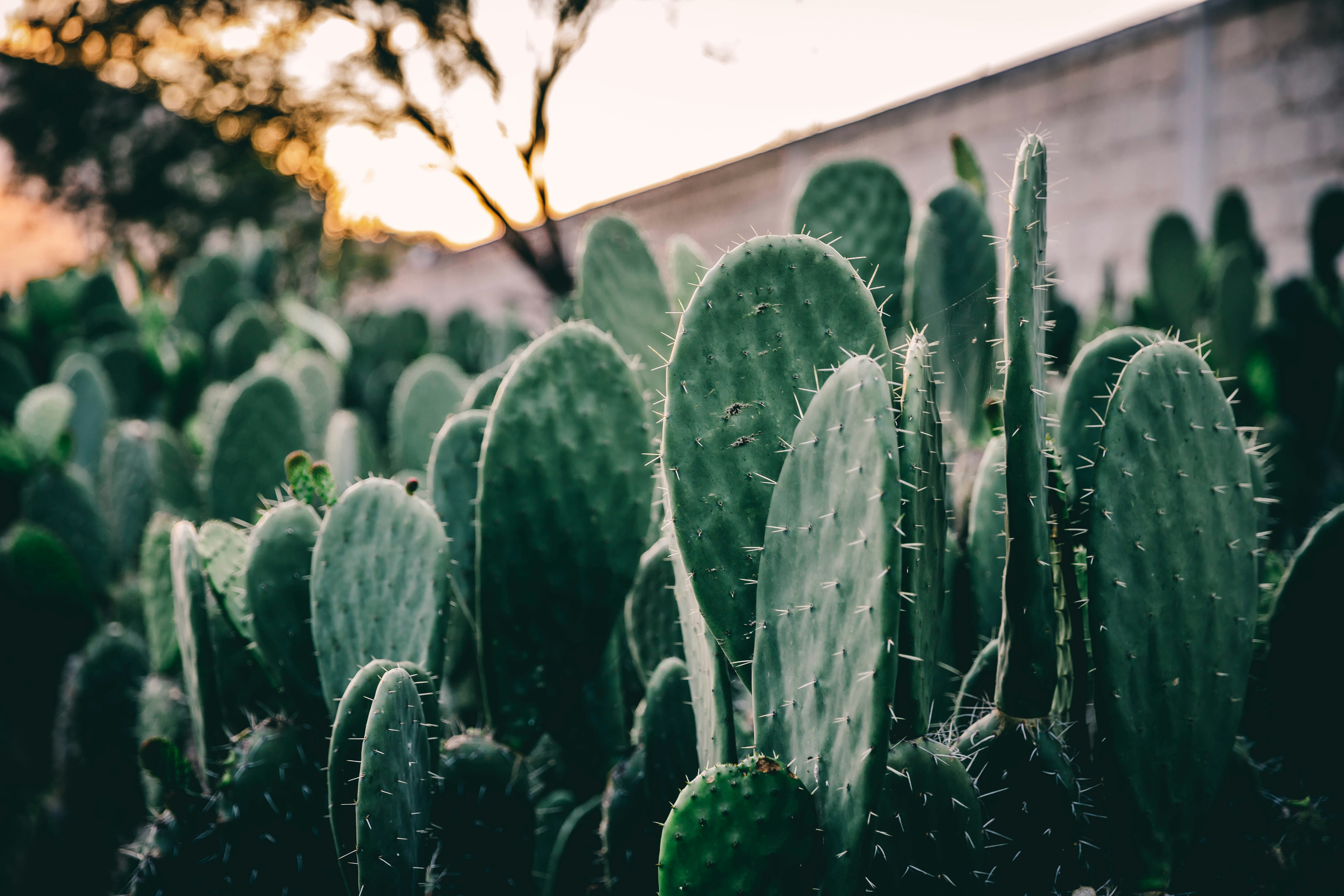 Dense Prickly Pear Cacti