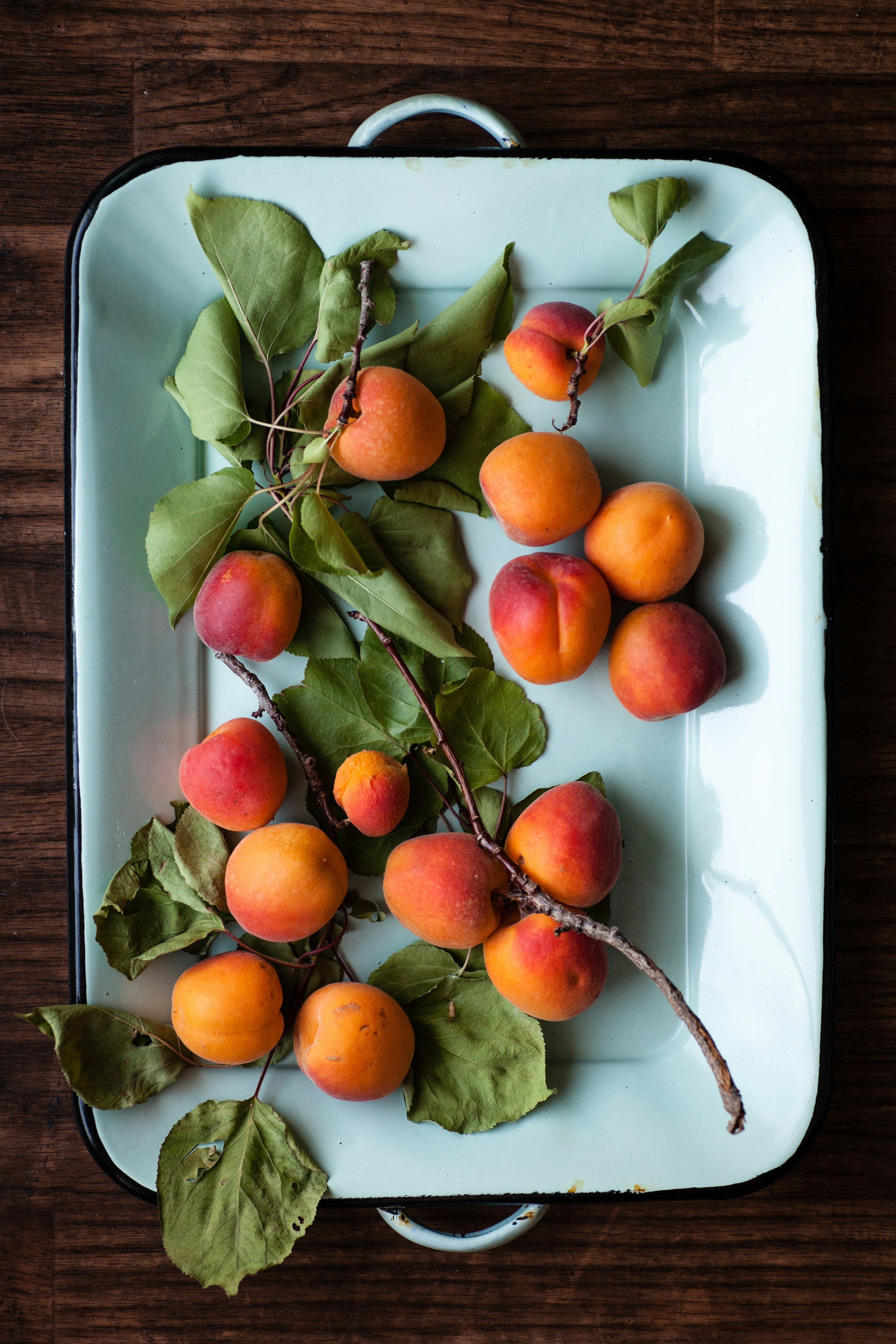 Fresh Apricots on Enamel Tray