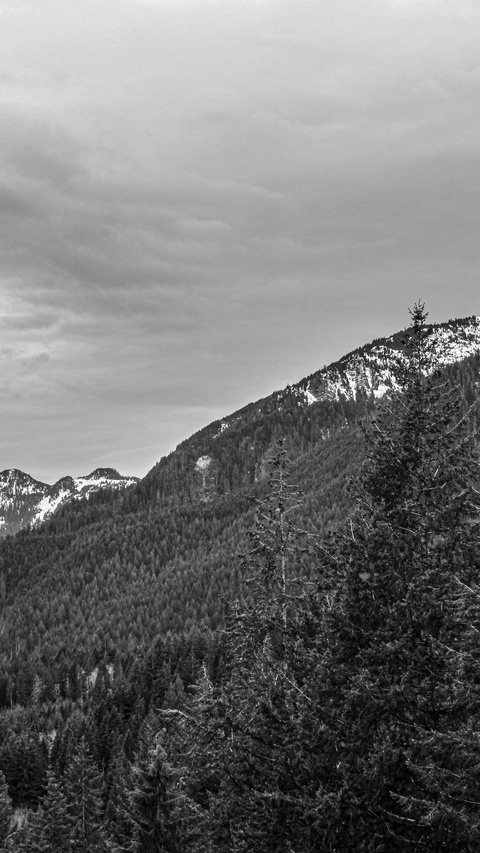 Overcast Forested Mountains with Snowy Peaks