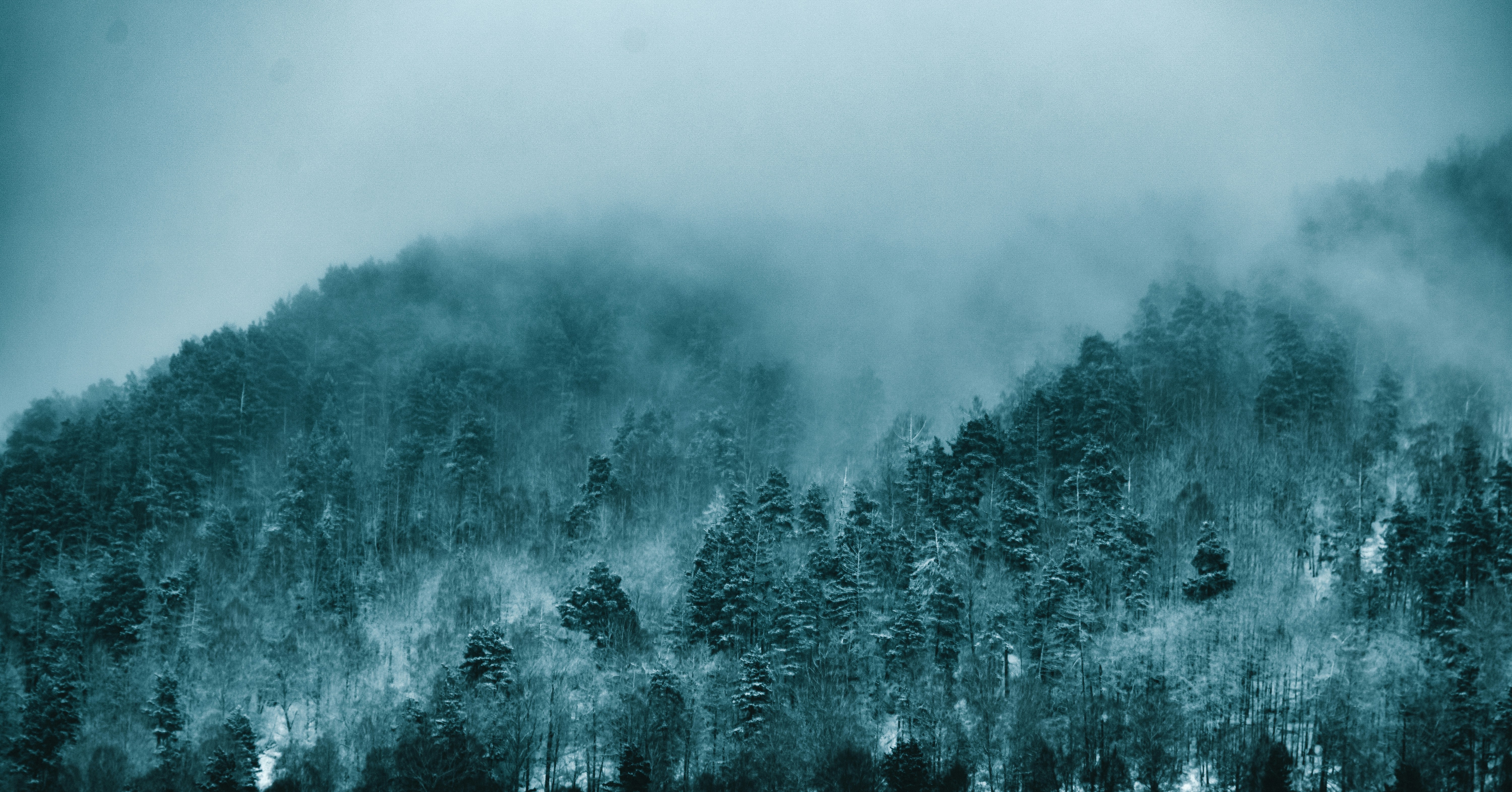 Foggy Winter Mountain Forest