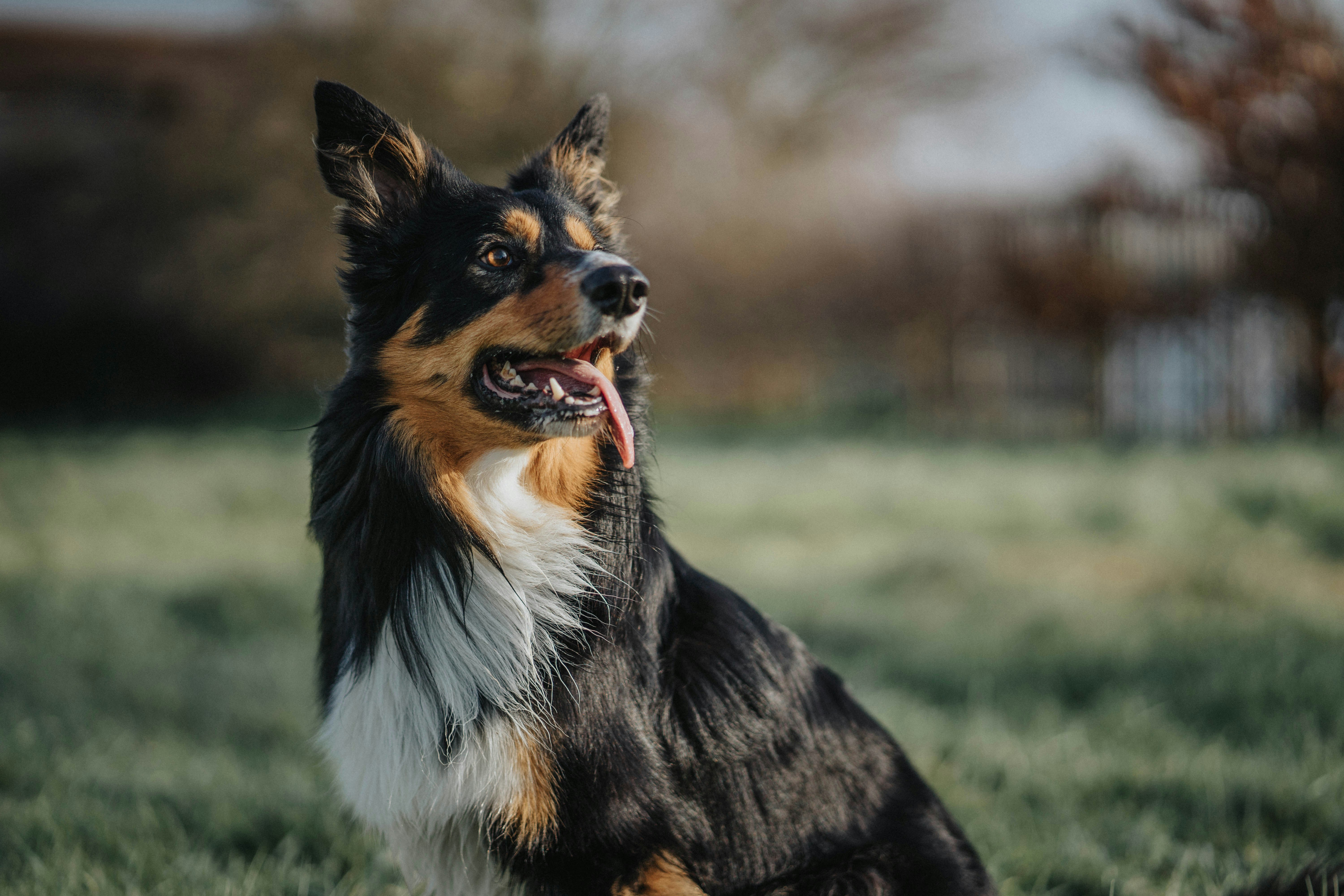Tri-color Dog Sitting on Grass