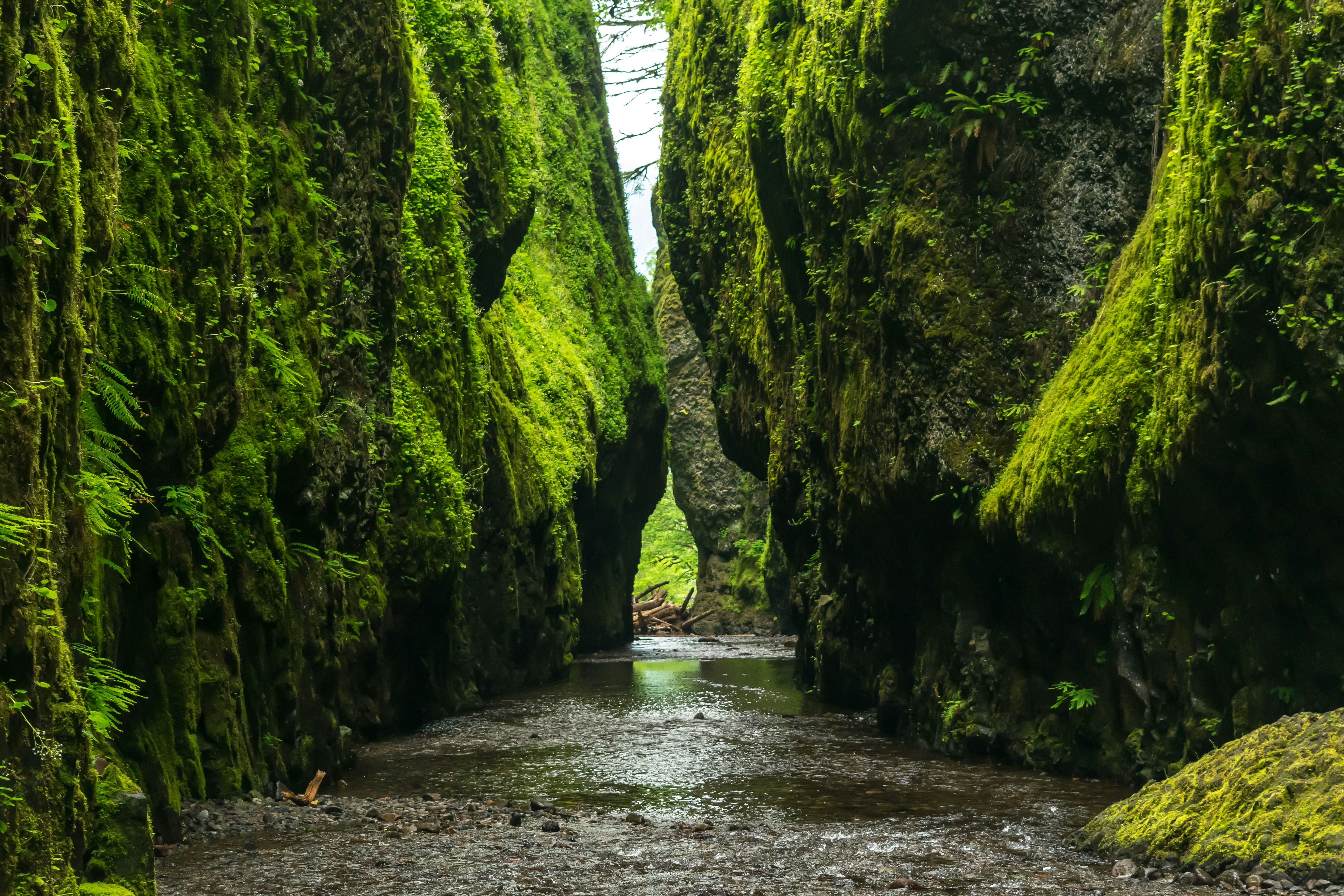 Mossy Narrow Gorge with Stream