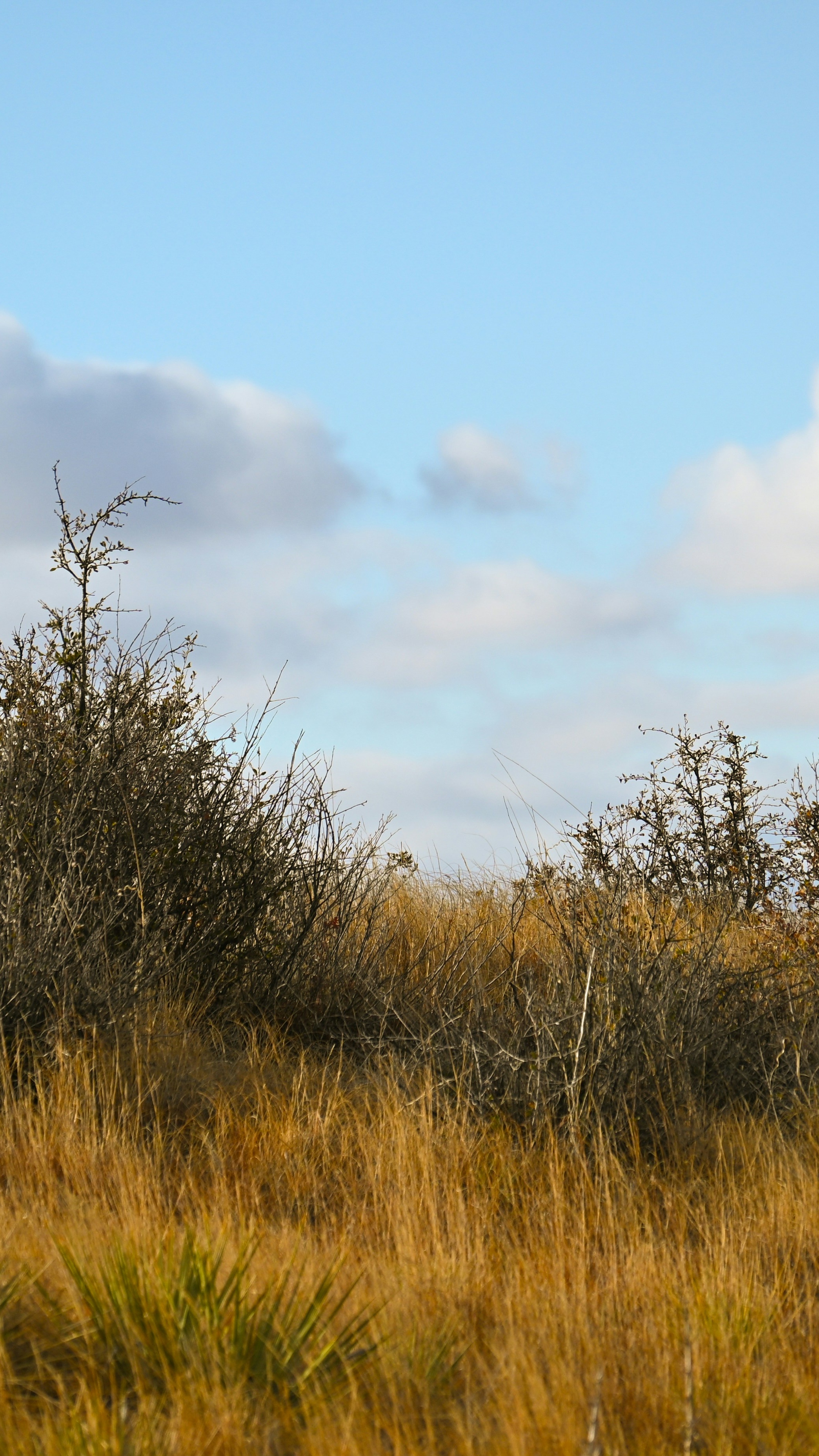 Dry Grassland Under Cloudy Blue Sky