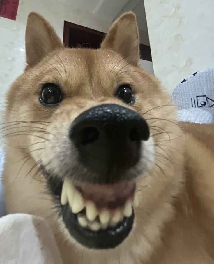 Smiling Shiba Inu Close Up