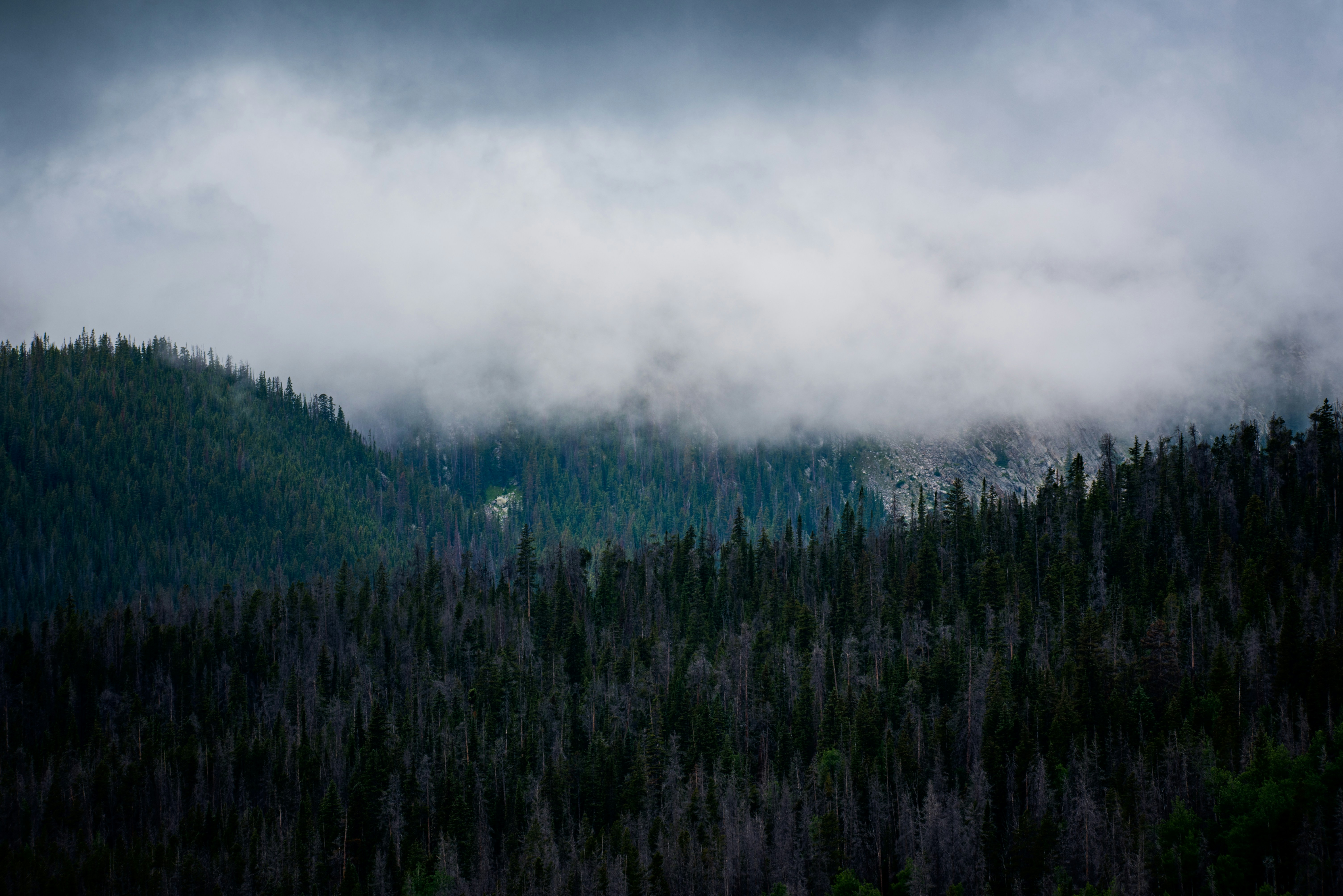 Misty Forested Mountain Slopes