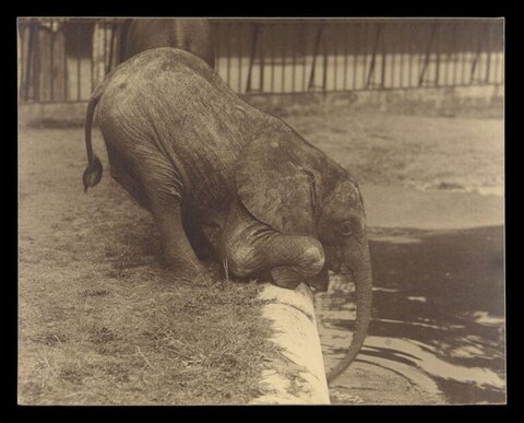 Young Elephant Drinking by Water