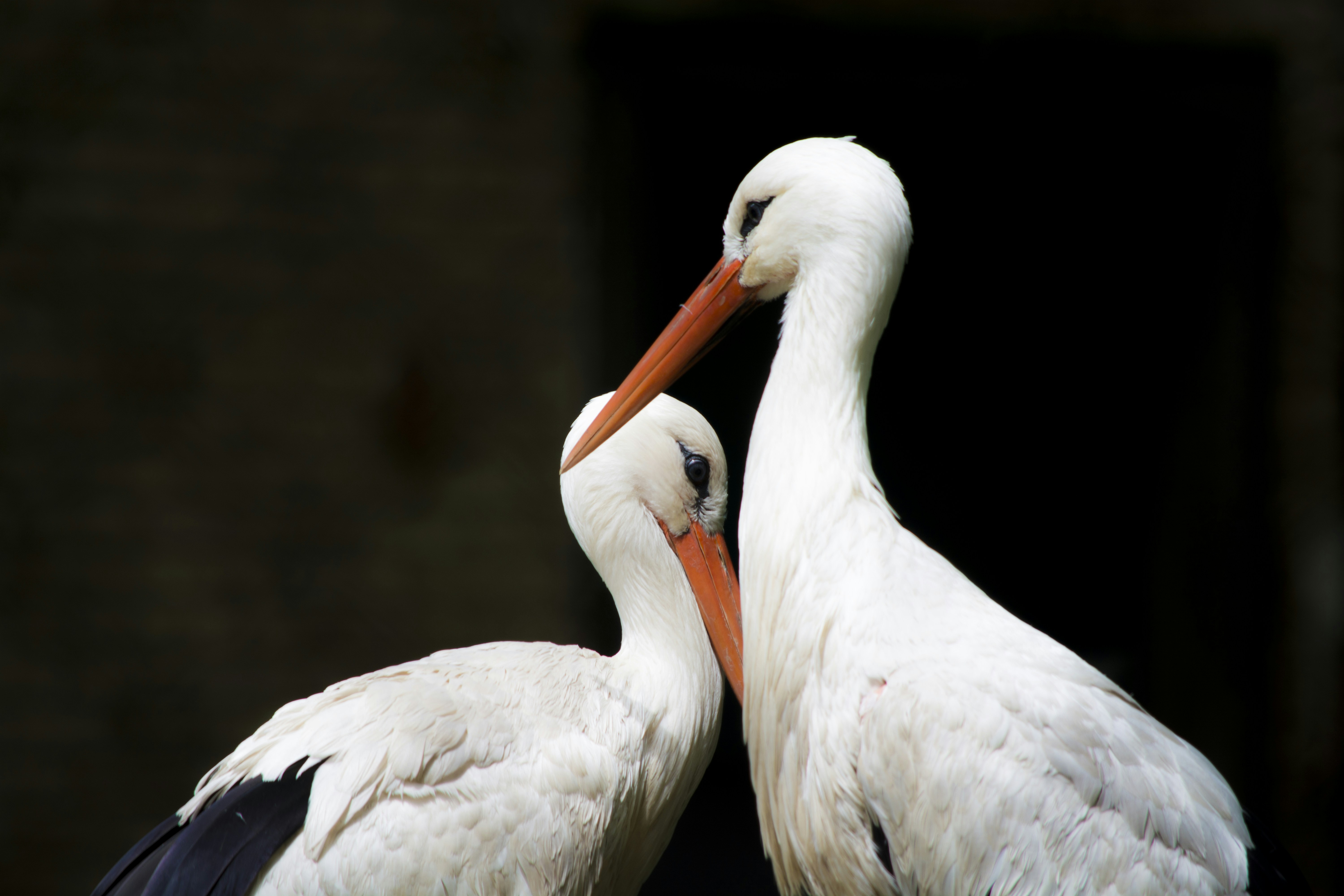Two Affectionate White Storks