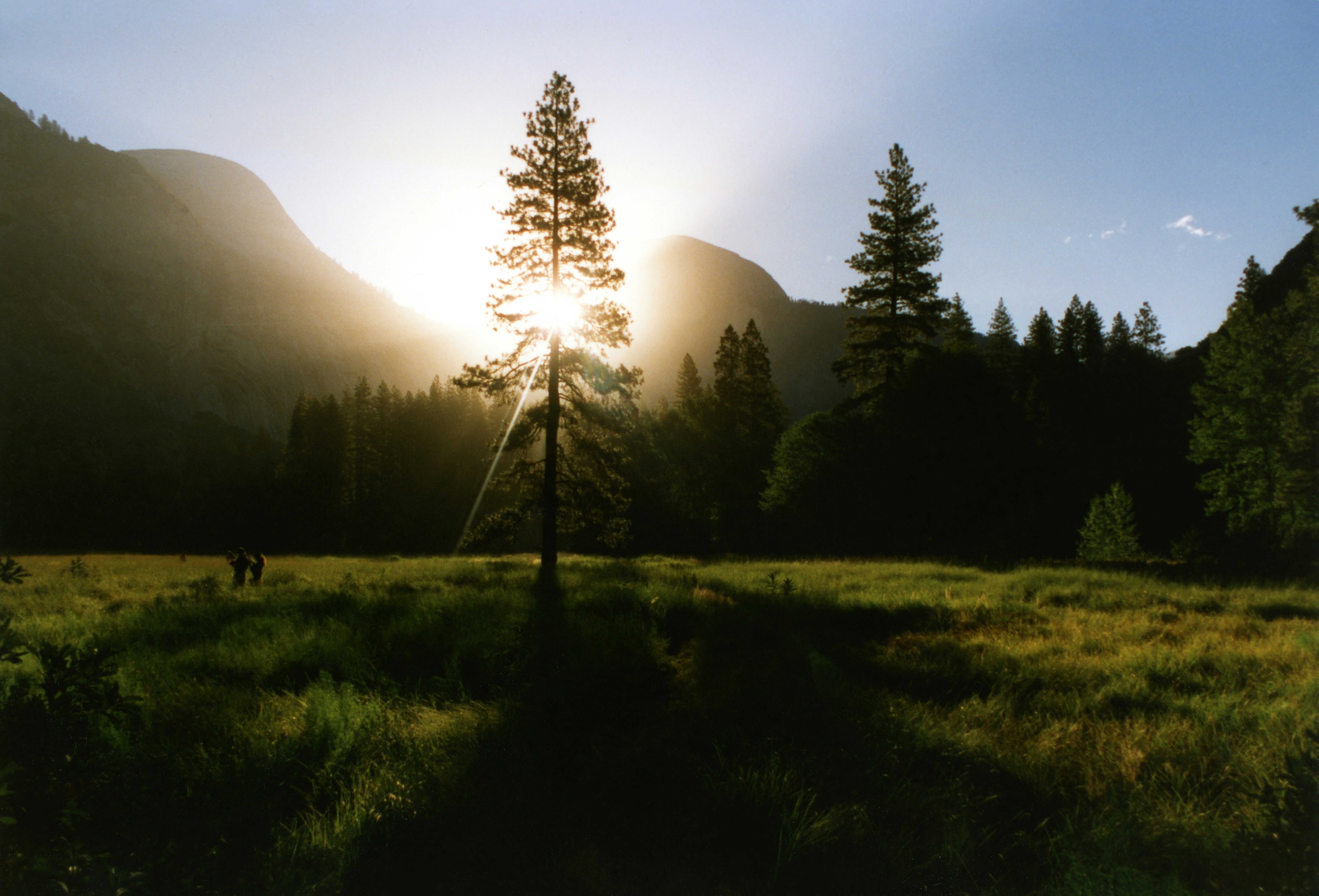 Sun behind pine in mountain meadow