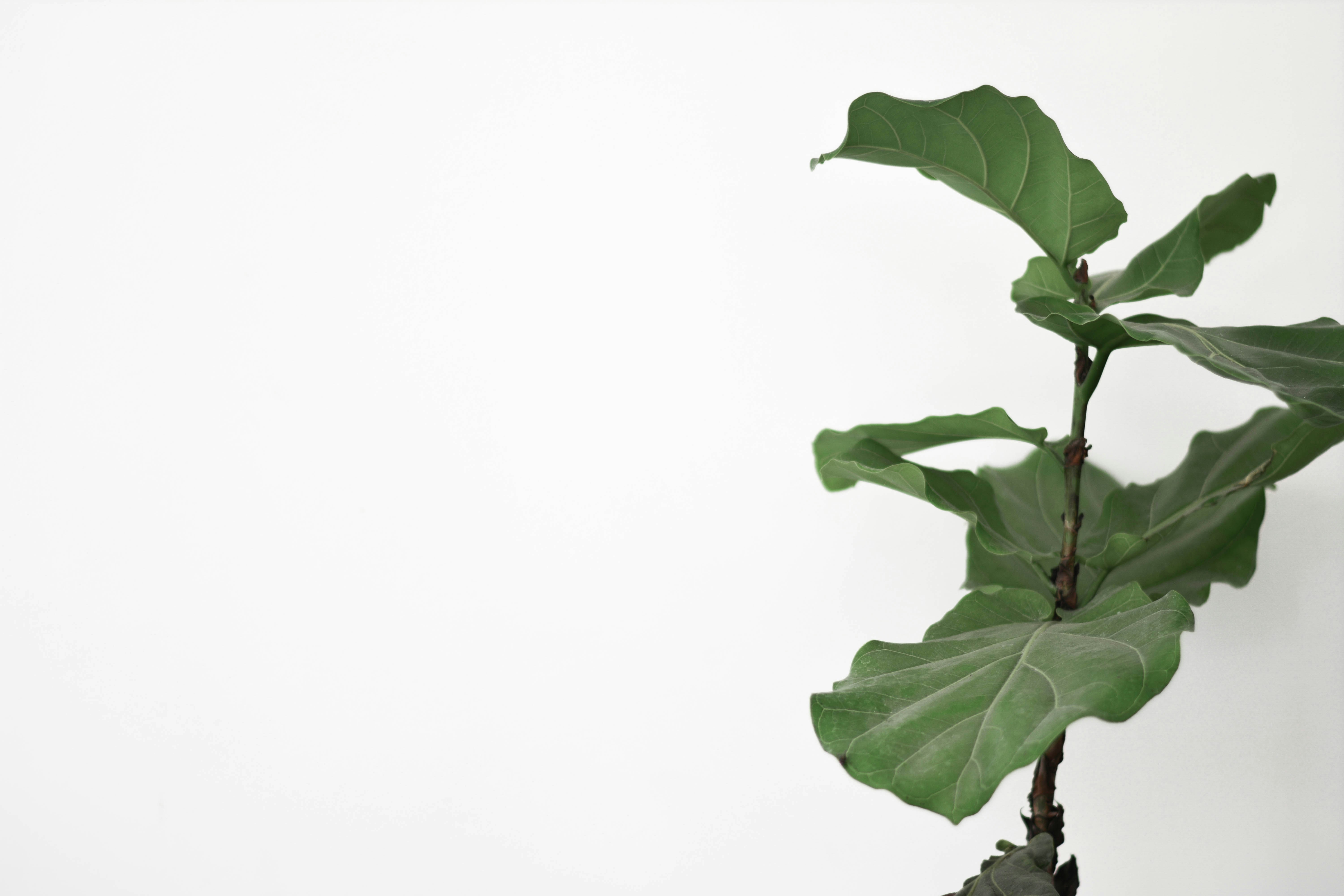Fiddle Leaf Fig Against White Background