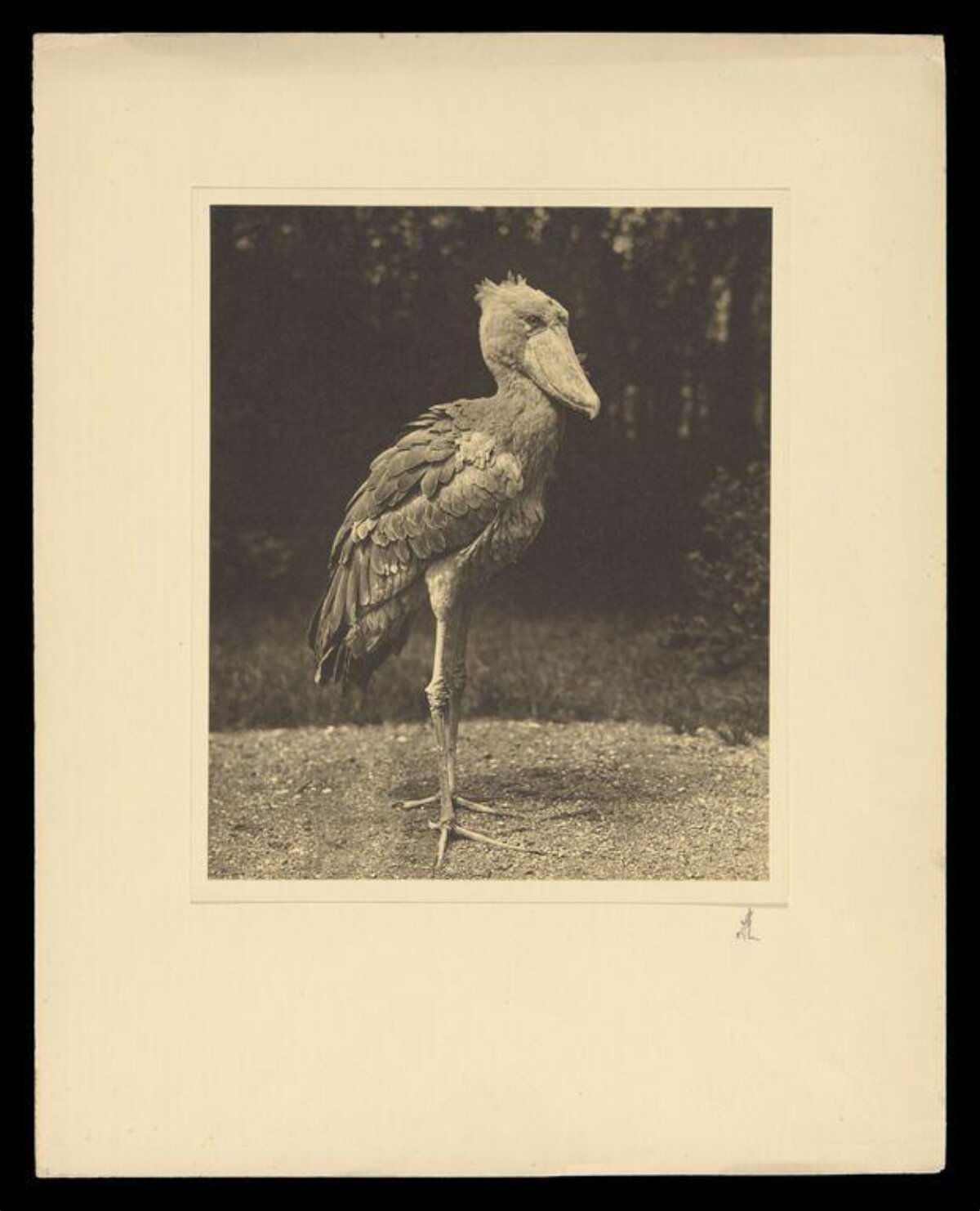 Vintage Shoebill Stork Portrait