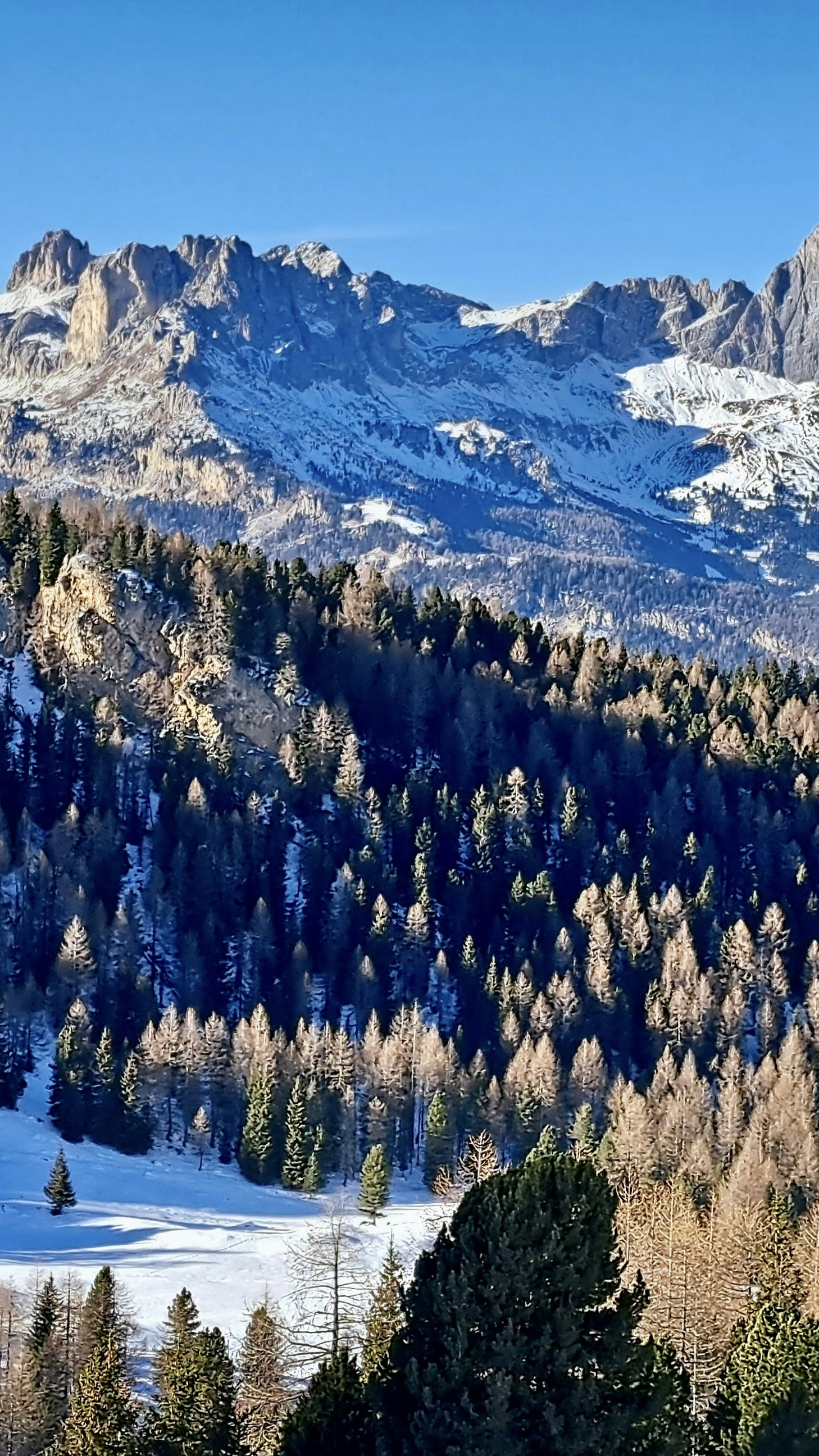 Snowy Winter Mountain Forest Landscape