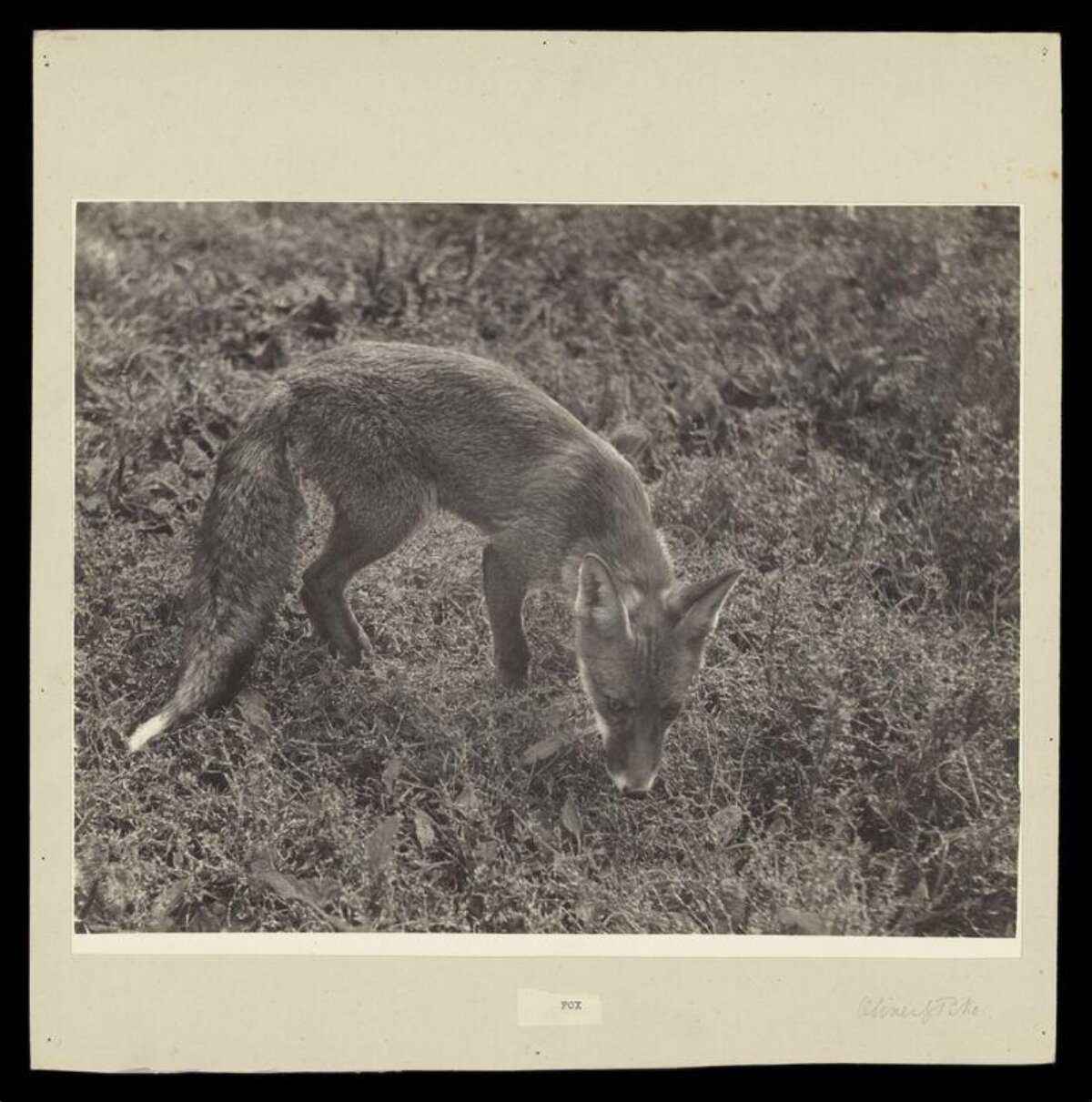 Vintage Photo of a Fox