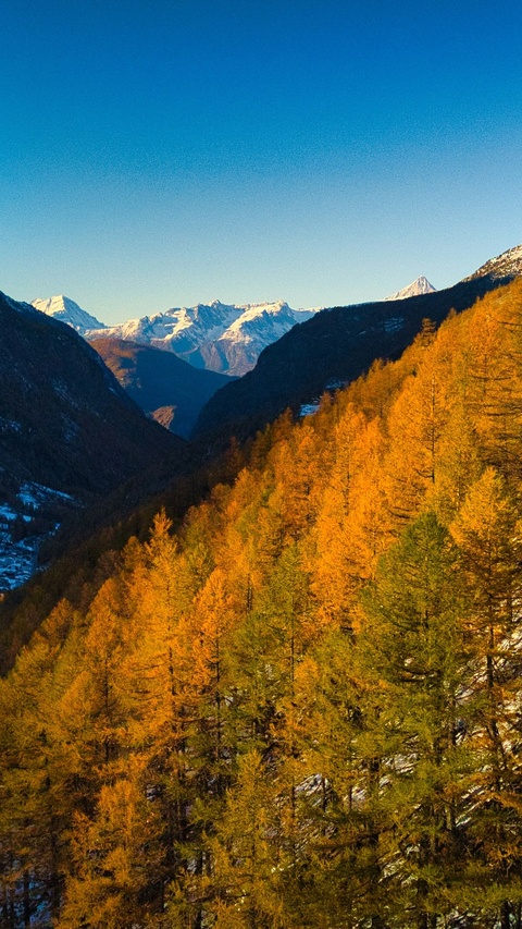 Golden Autumn Forest and Snowy Peaks