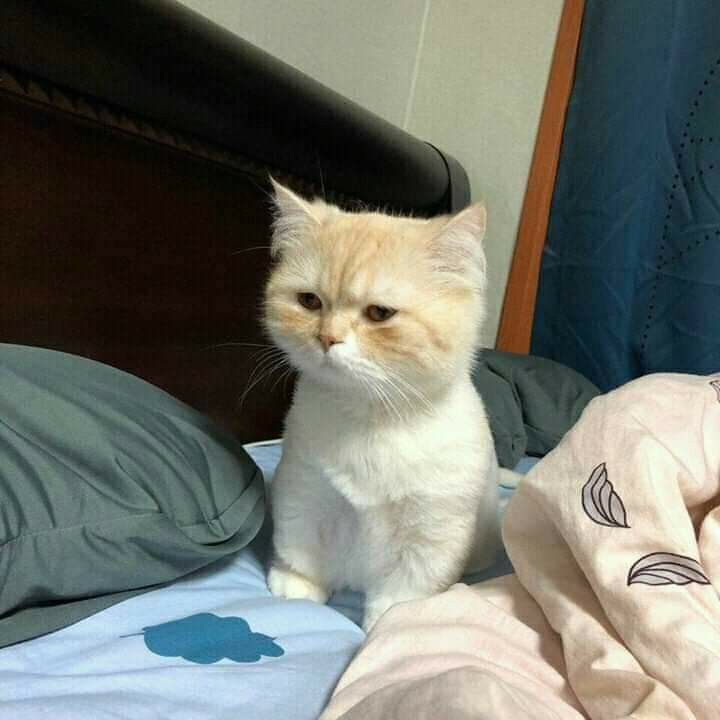 Grumpy Cream Cat Sitting On Bed