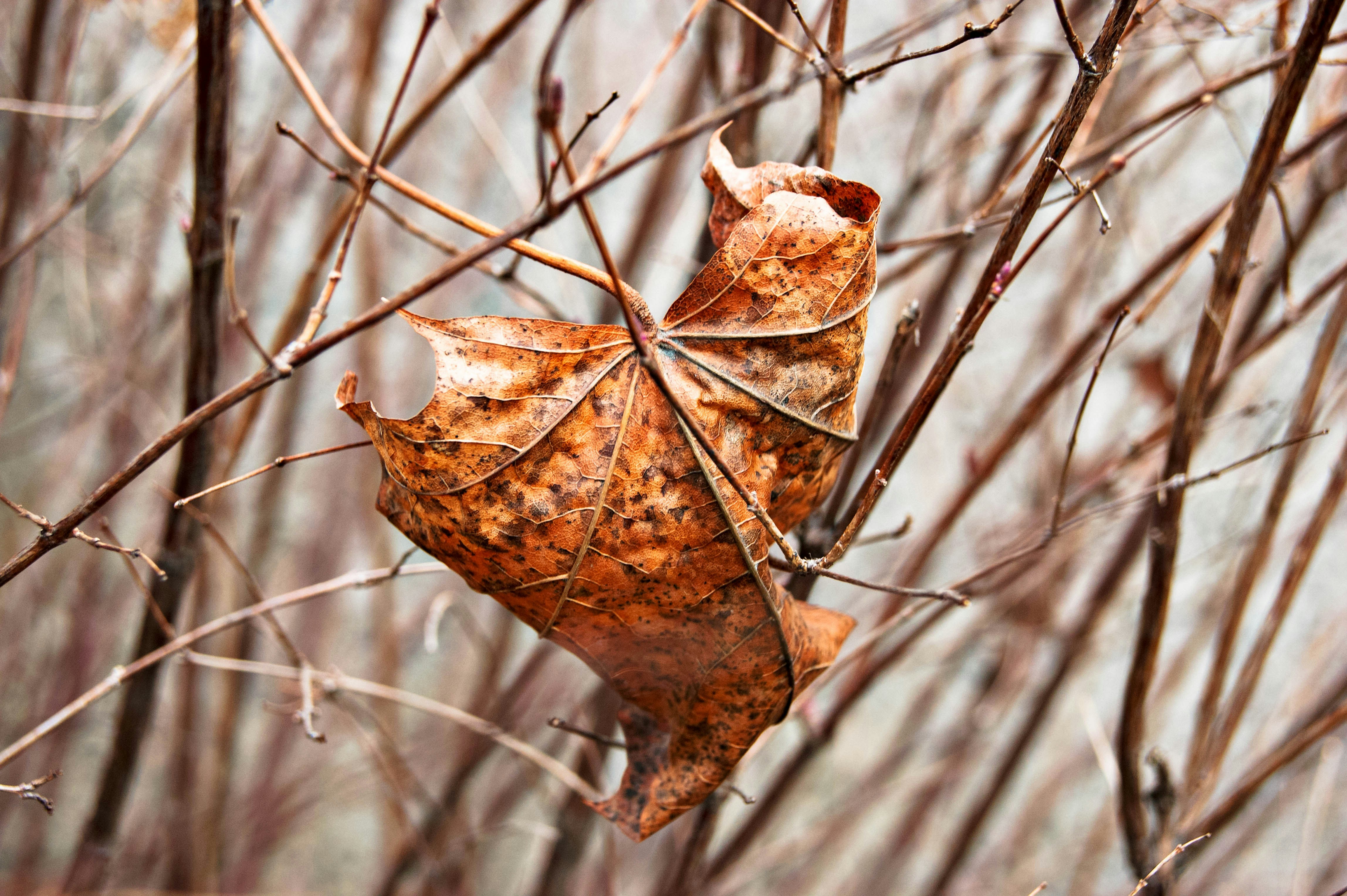 Dried Leaf Hanging on Bare Branches