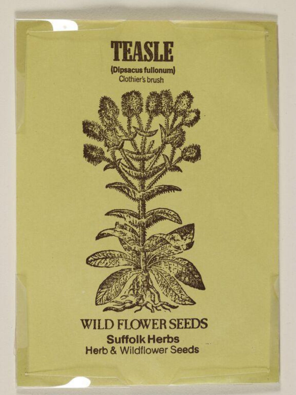 Teasel Wildflower Seed Packet