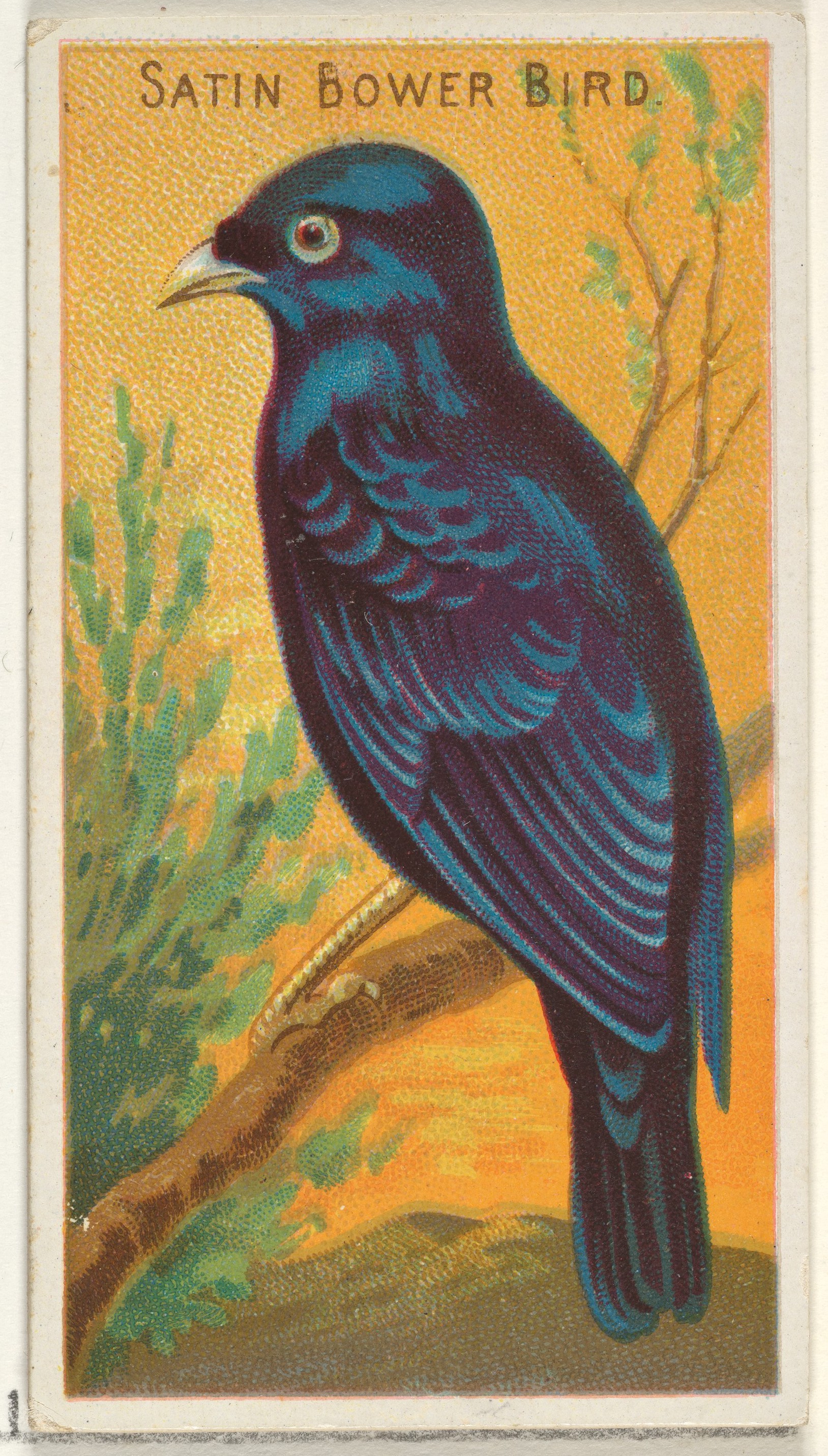 Satin Bower Bird Illustration