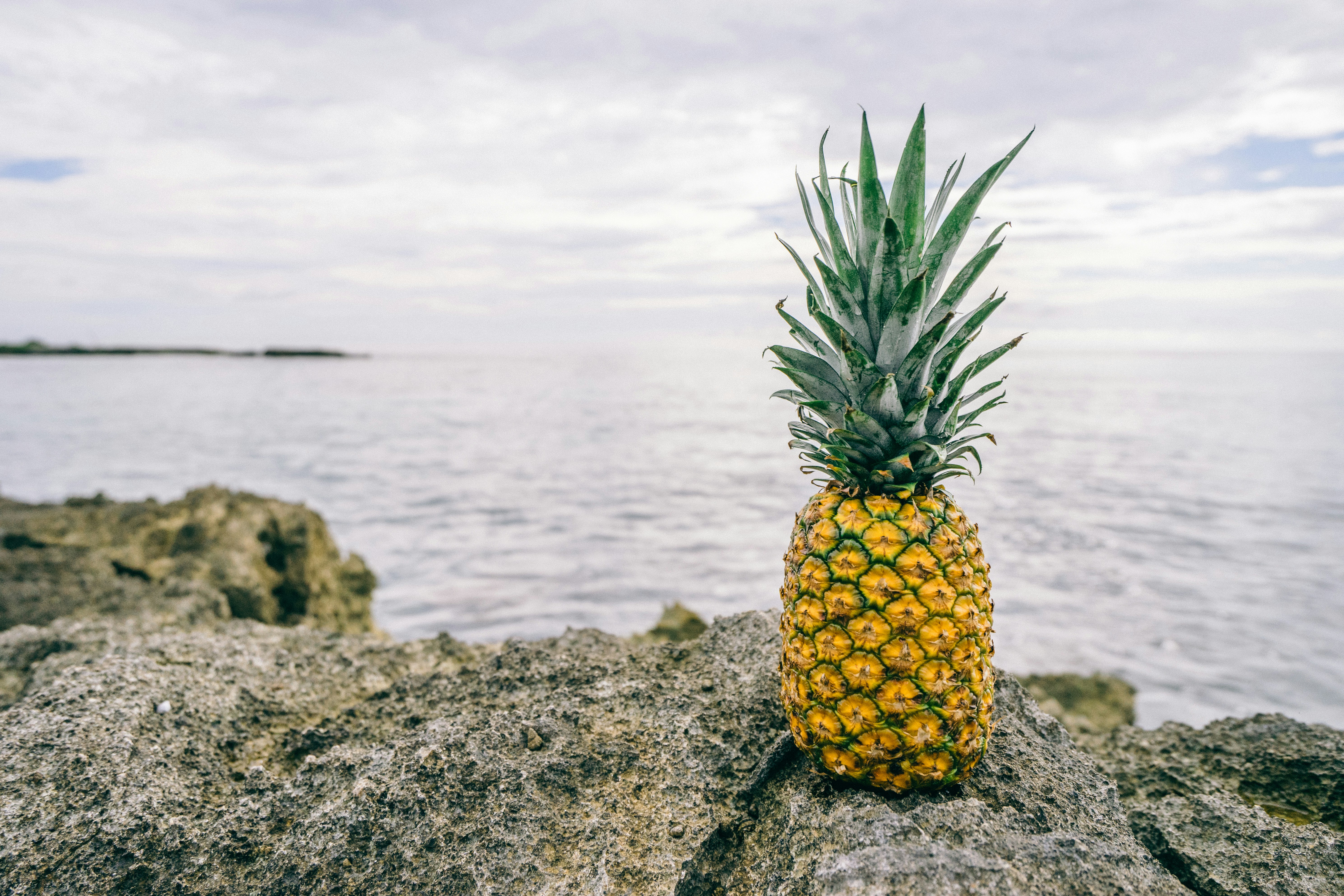 Pineapple on Seaside Rocky Shore — Fruit Encyclopedia