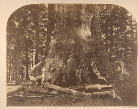 Man Beside Giant Sequoia Trunk