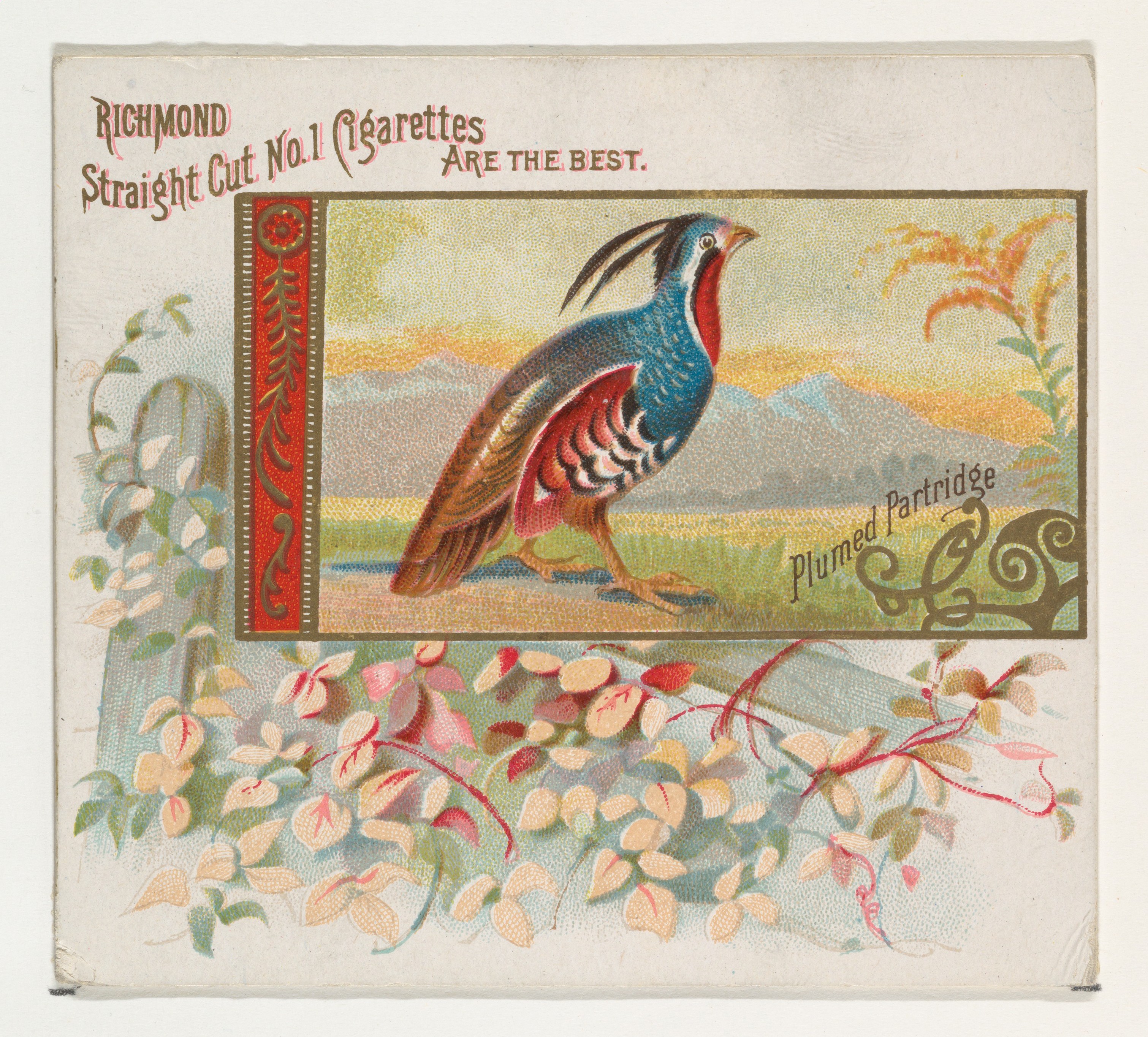 Vintage Plumed Partridge Cigarette Ad