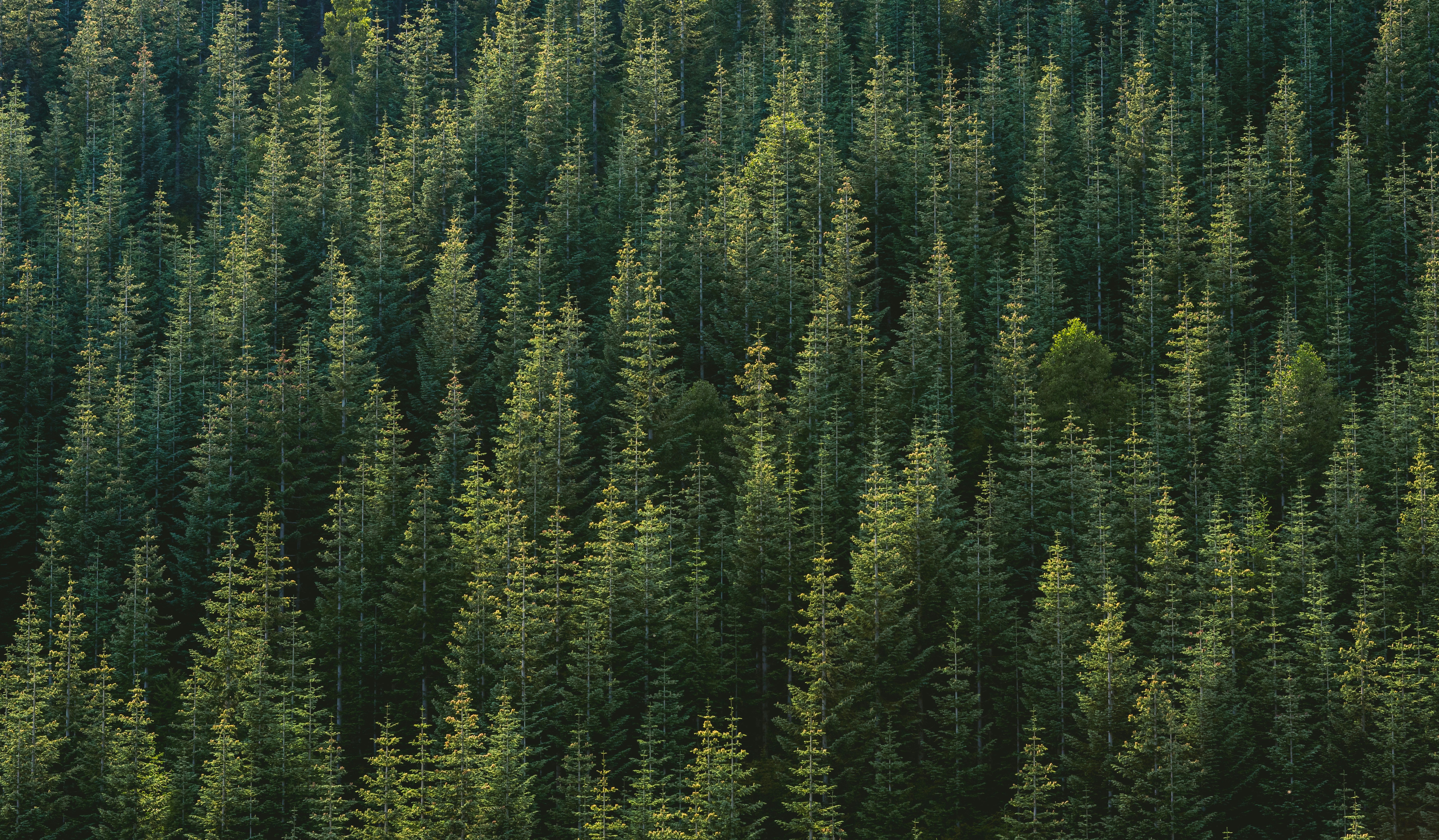 Dense Coniferous Forest