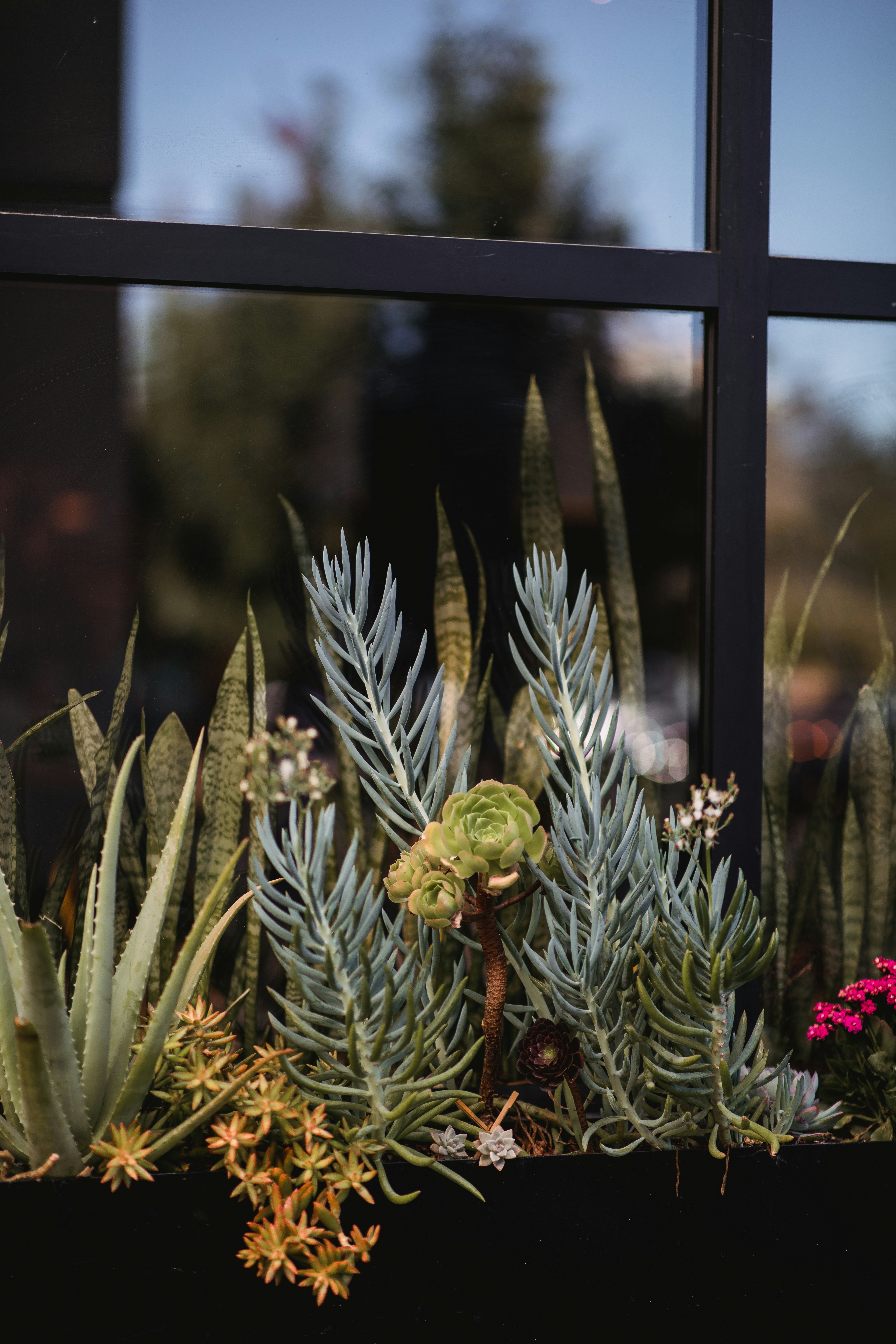 Window Side Succulent Arrangement