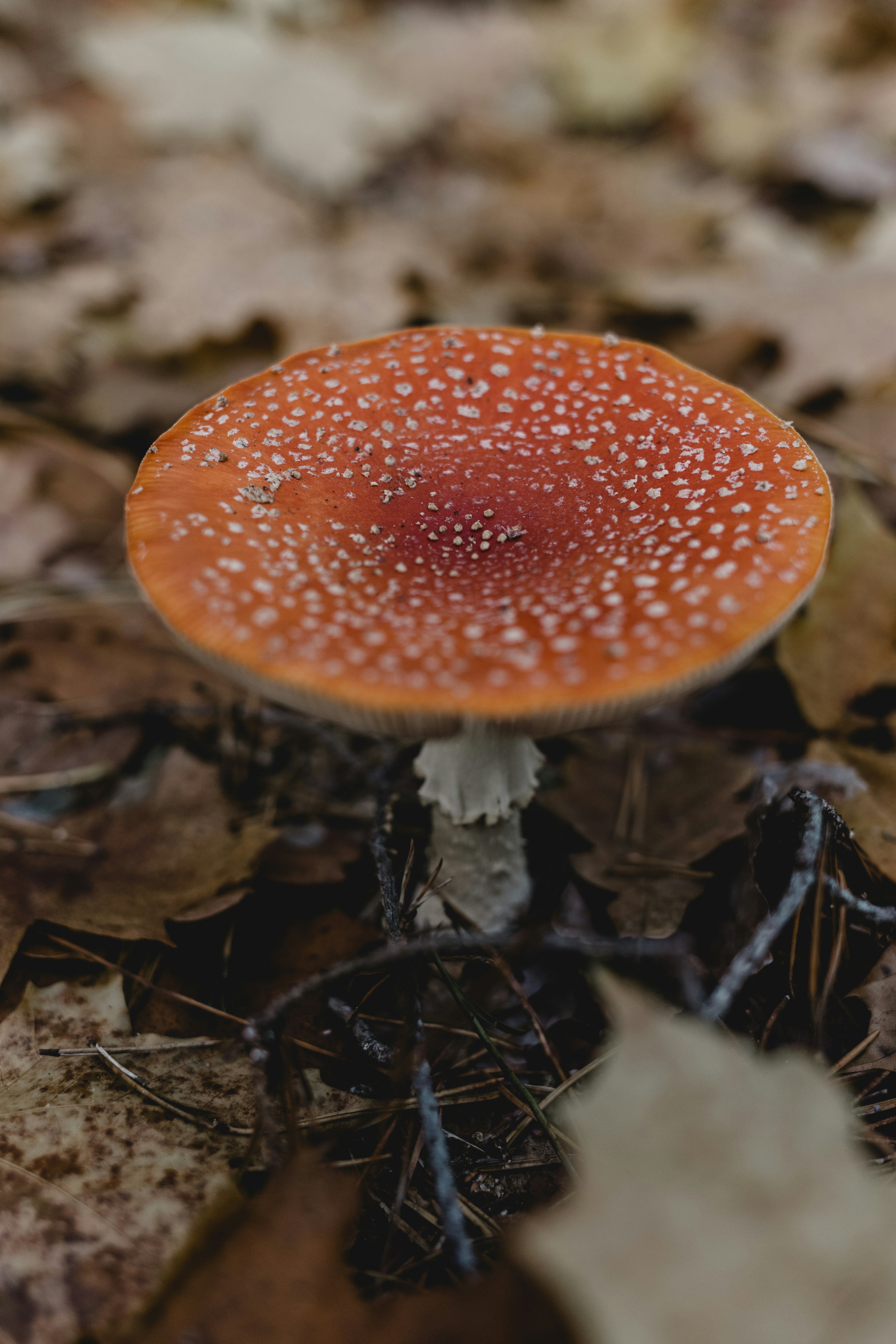 Fly Agaric on Forest Floor