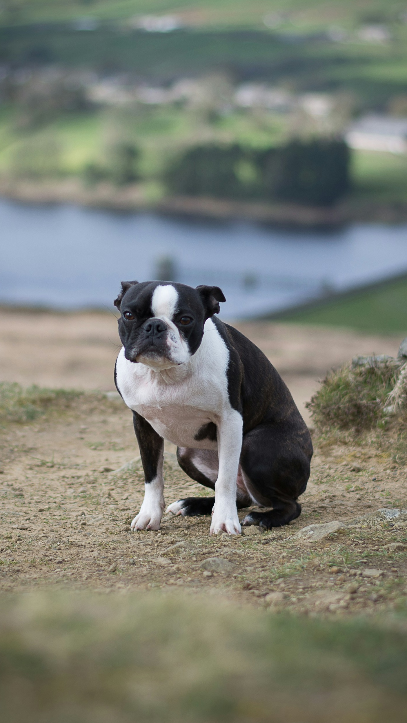 Boston Terrier Sitting Overlooking Lake