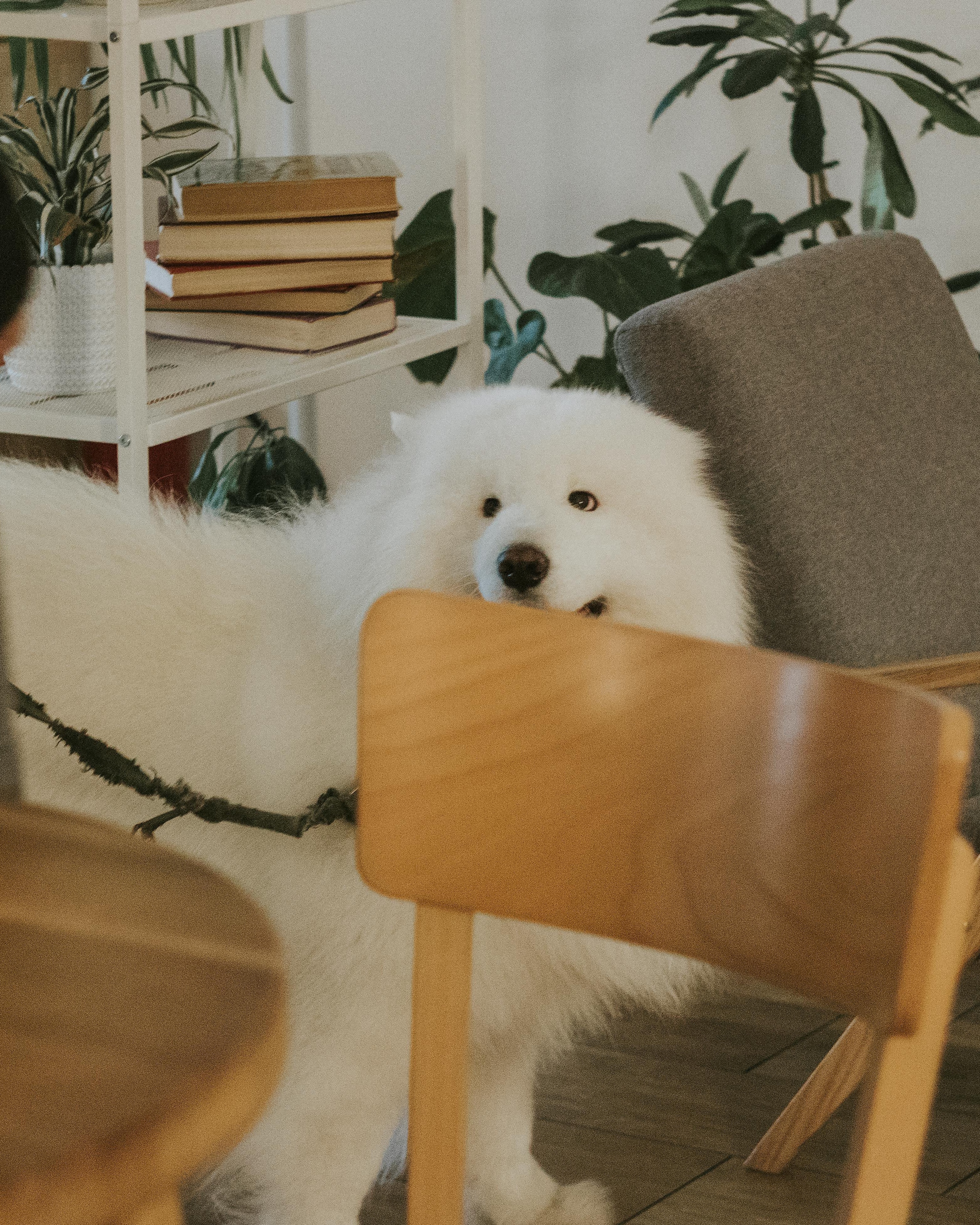 Fluffy White Samoyed Peeking Over Chair