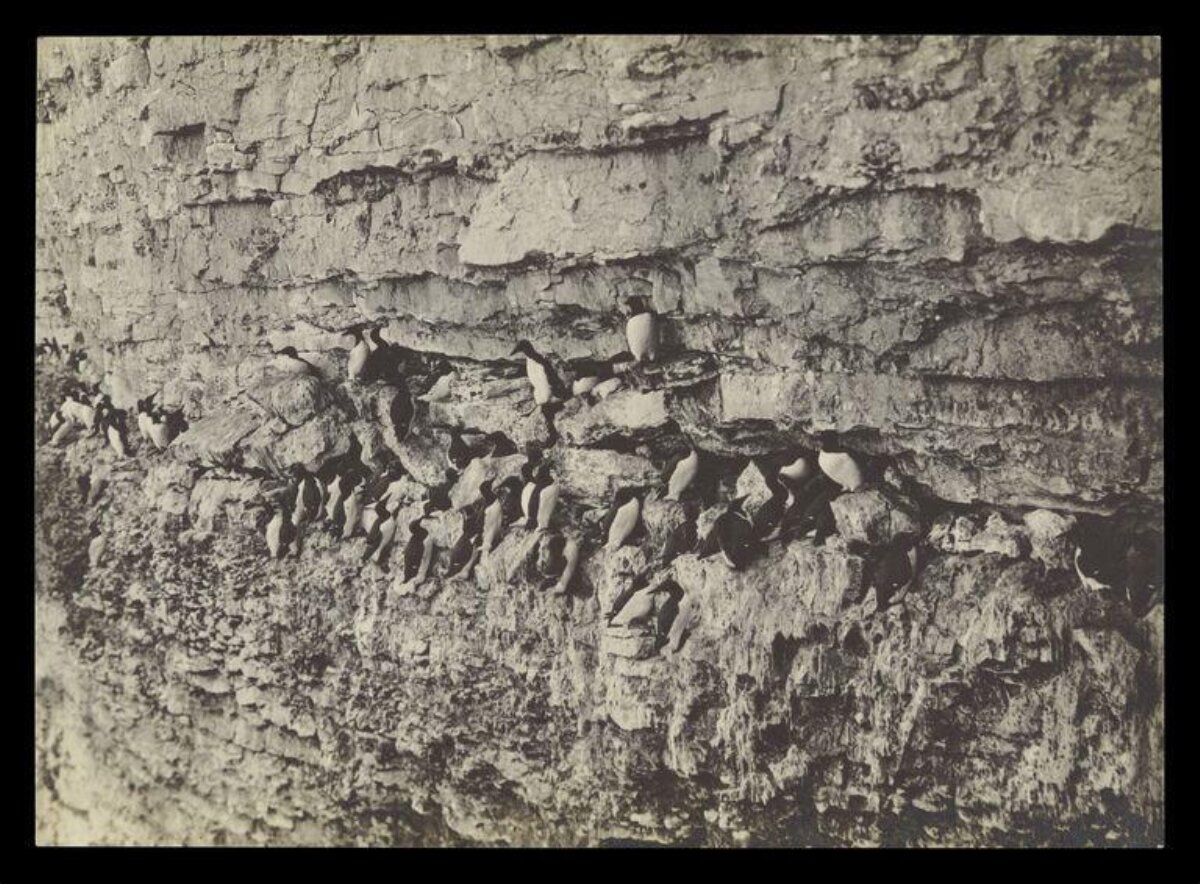 Seabird Colony on Steep Cliff