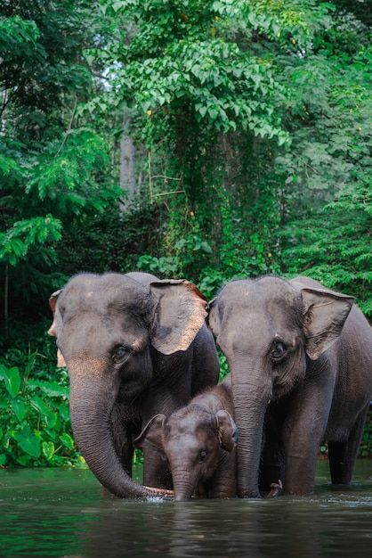 Elephant Family in Jungle River