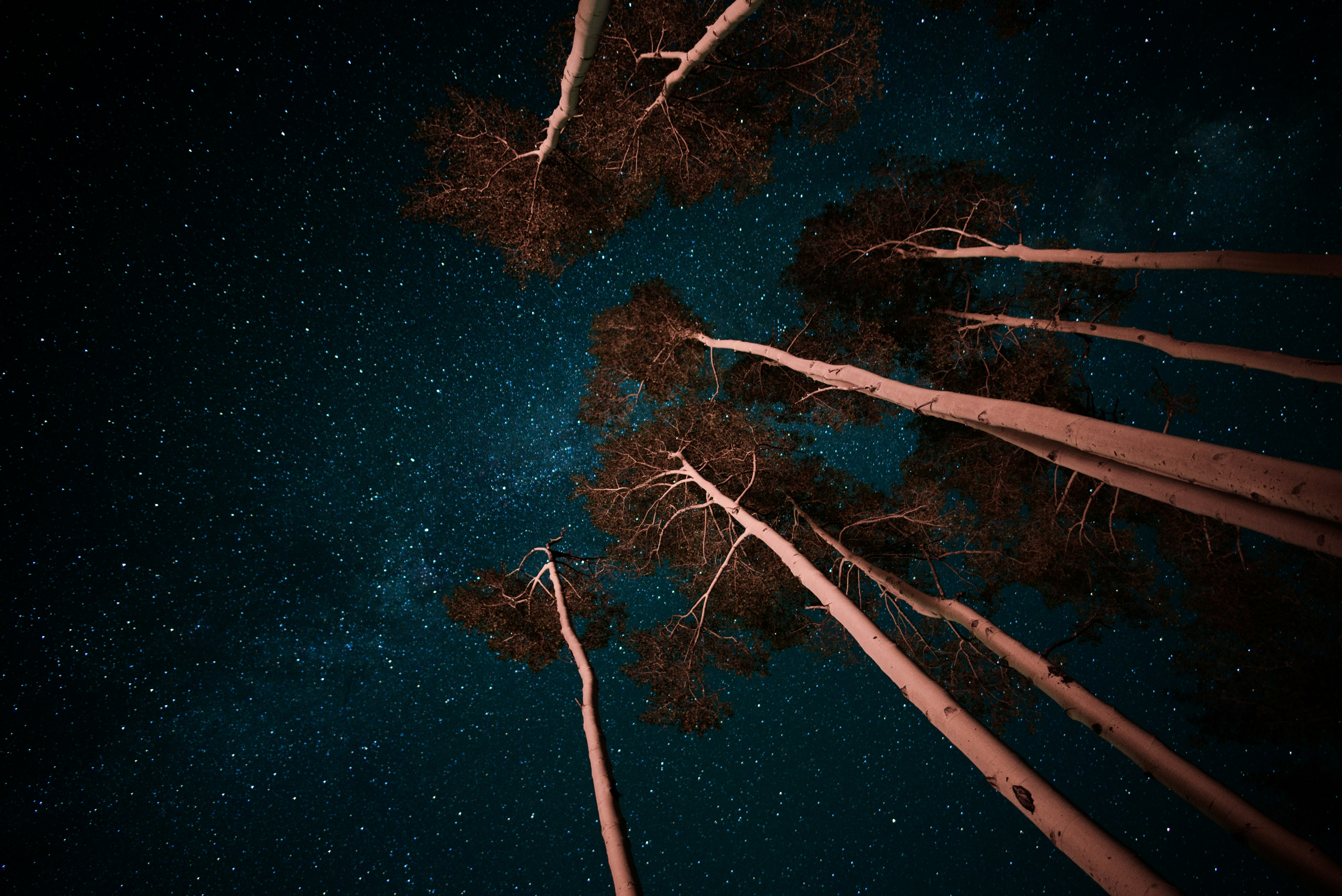 Low Angle View of Starry Sky Through Trees