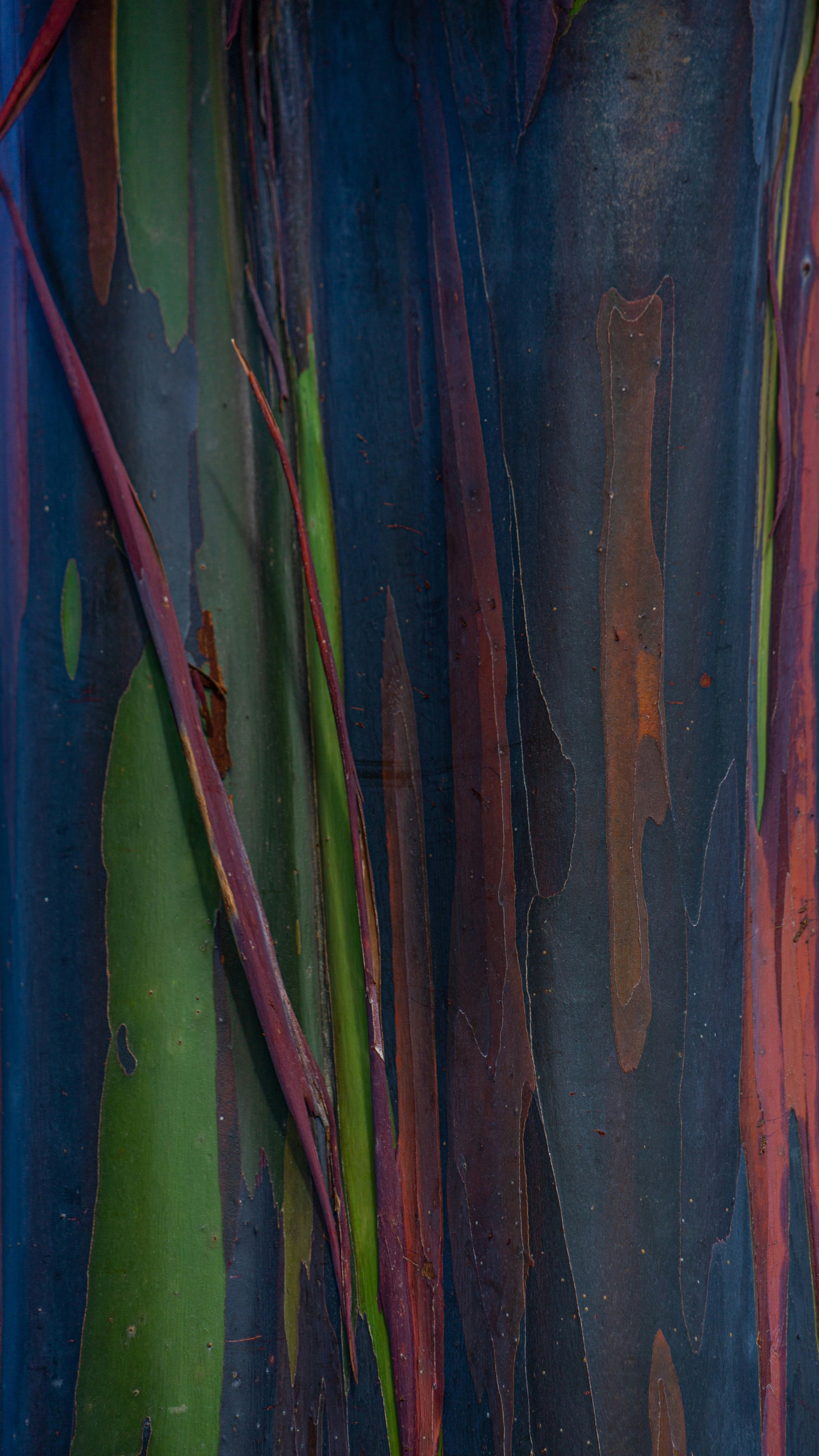 Rainbow Eucalyptus Tree Bark