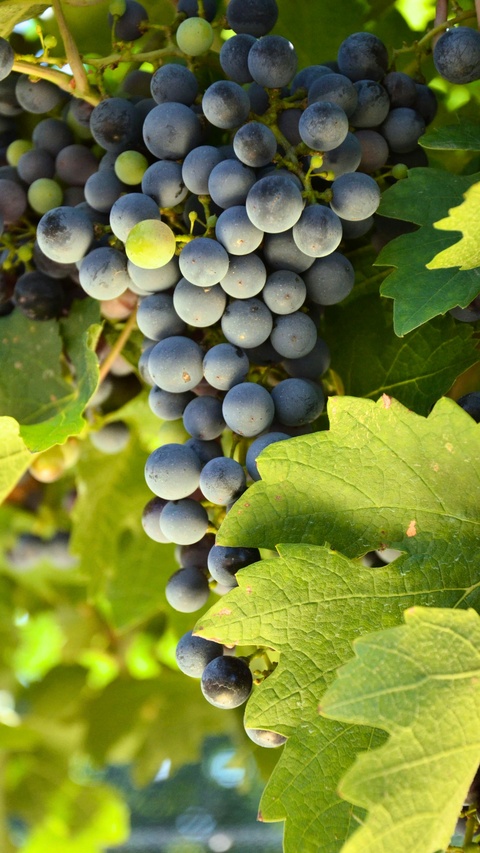 Ripe Purple Grapes on Grapevine
