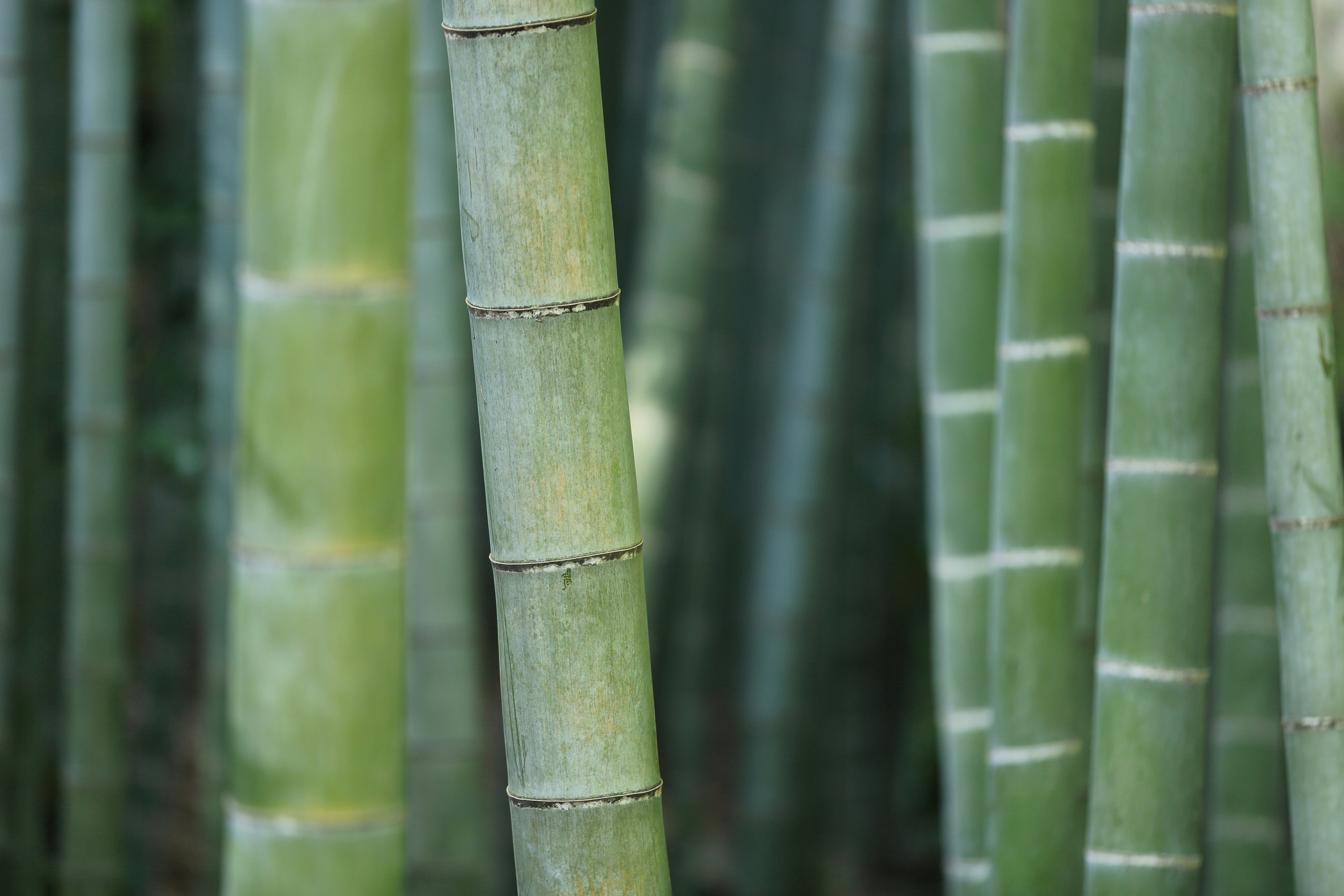 Close Up of Bamboo Stalks