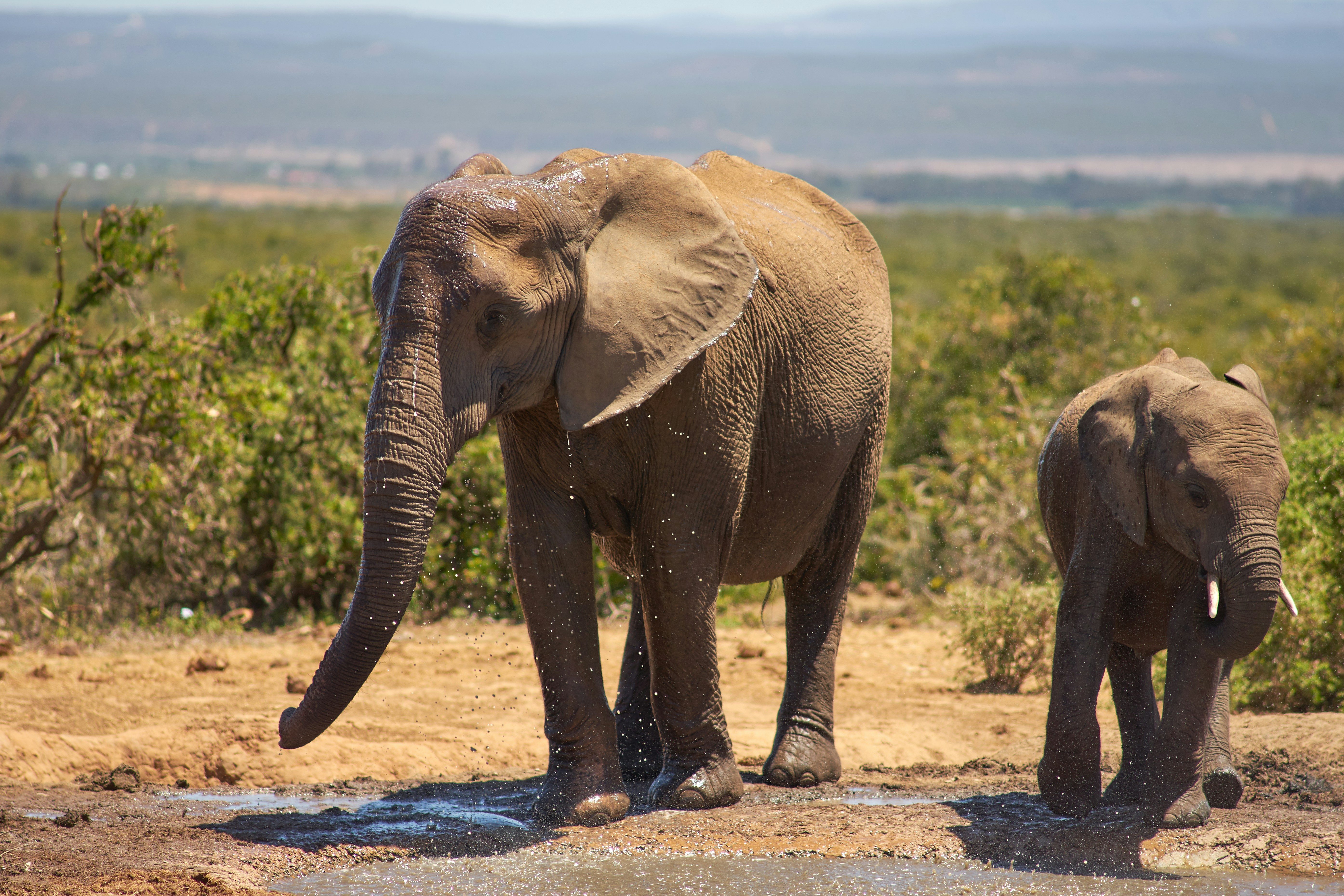 Two Elephants At Watering Hole