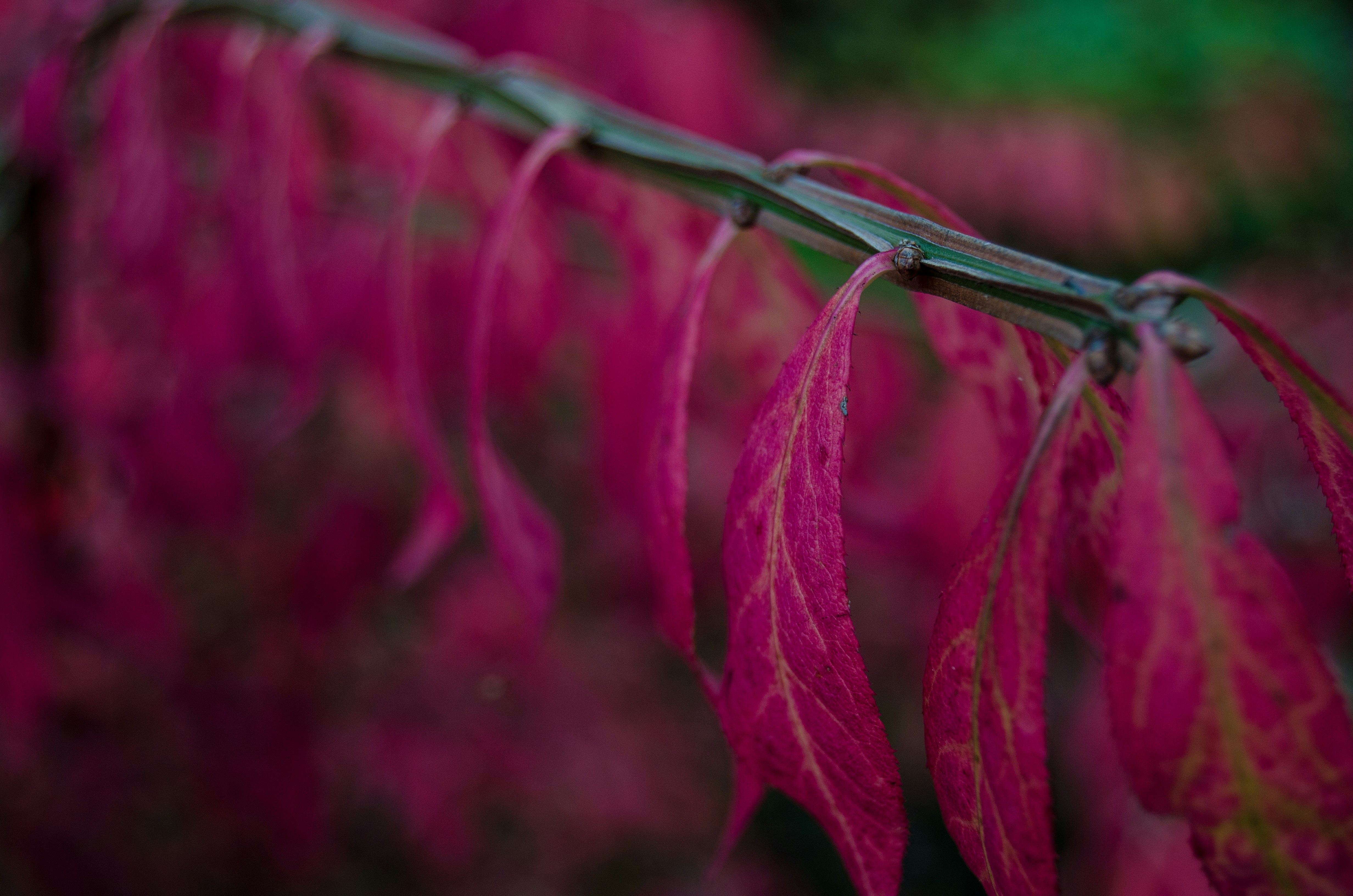 Close-up of Magenta Autumn Leaves