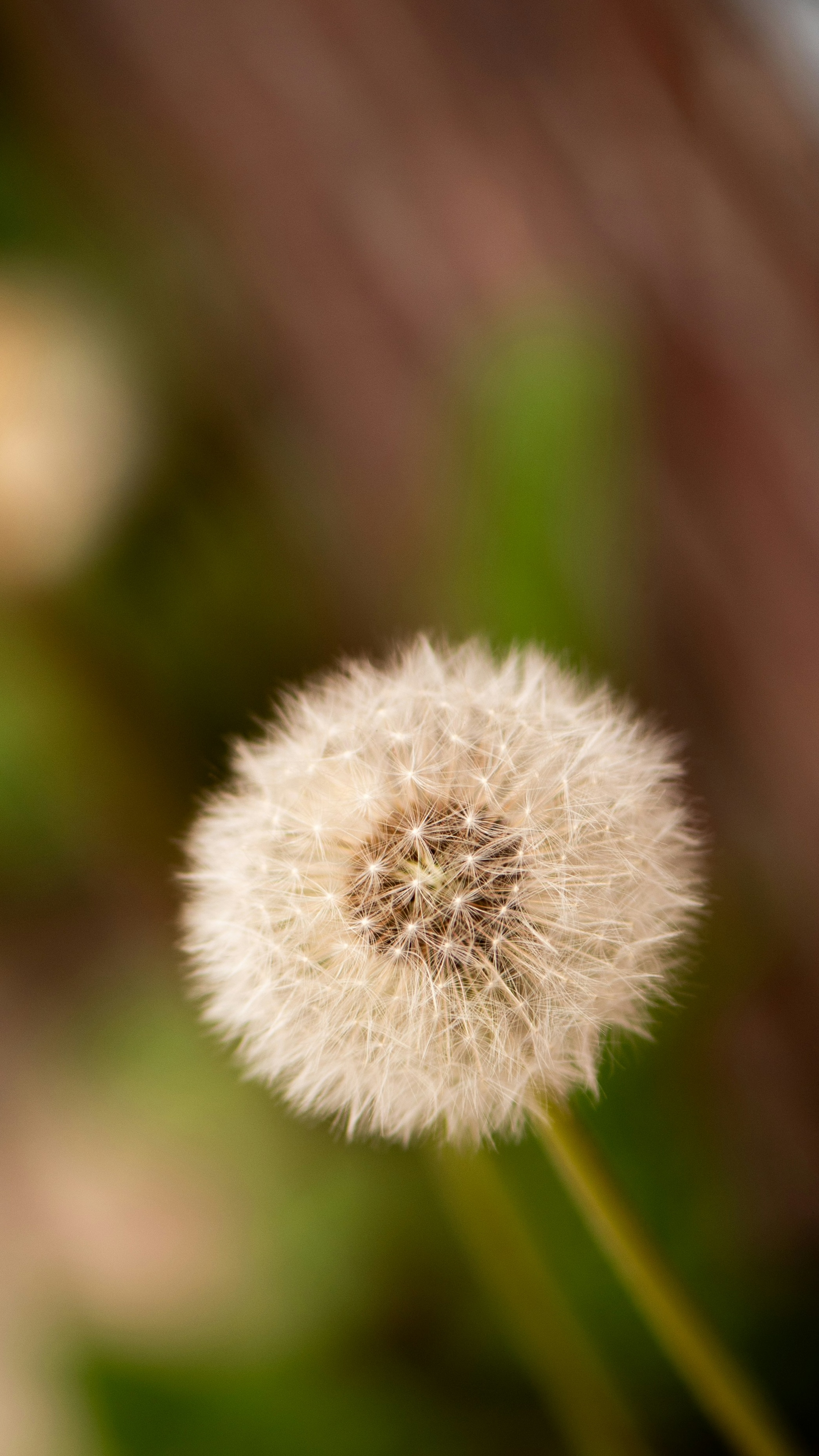 Mature Dandelion Seed Head