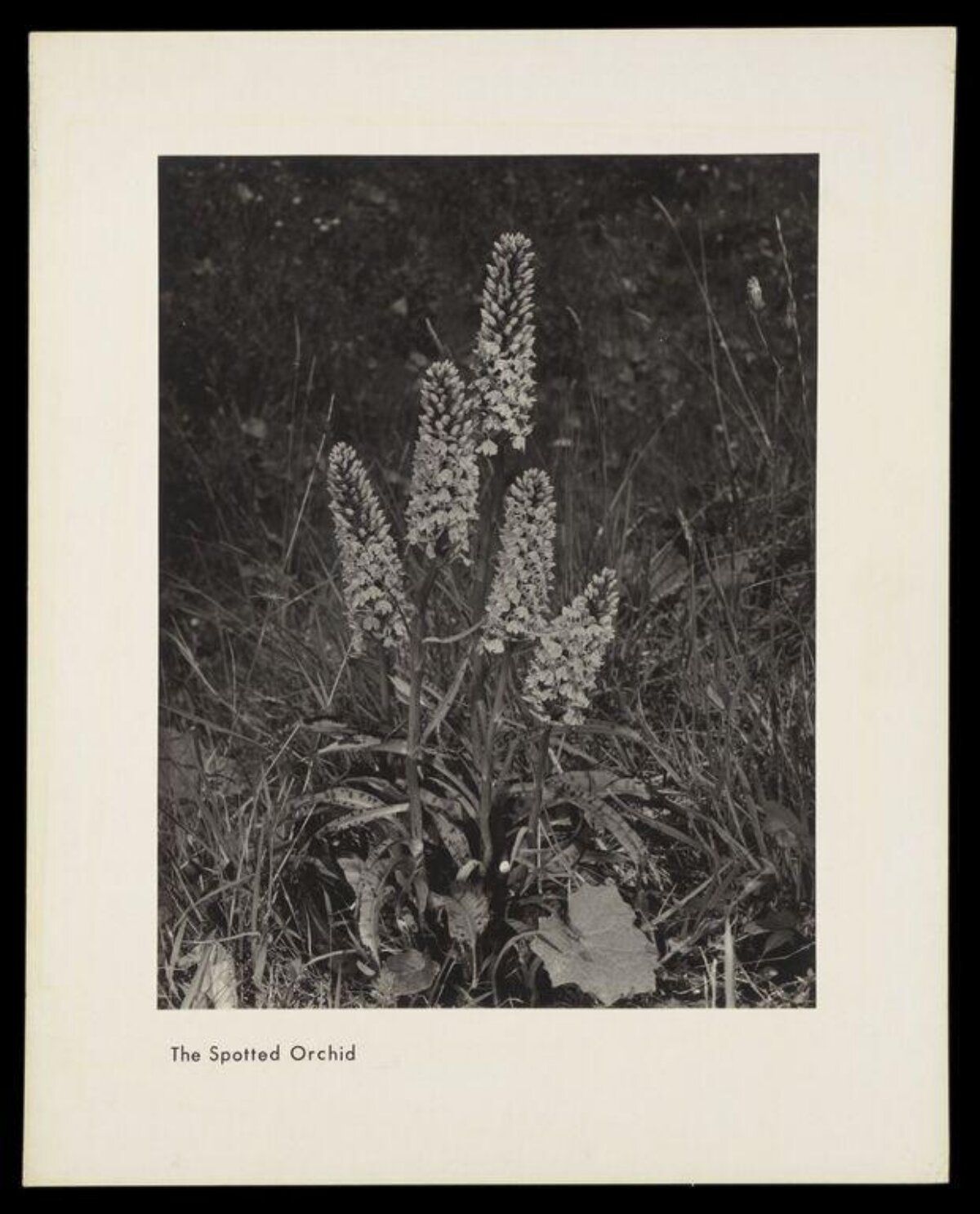 Vintage Photo of Spotted Orchid