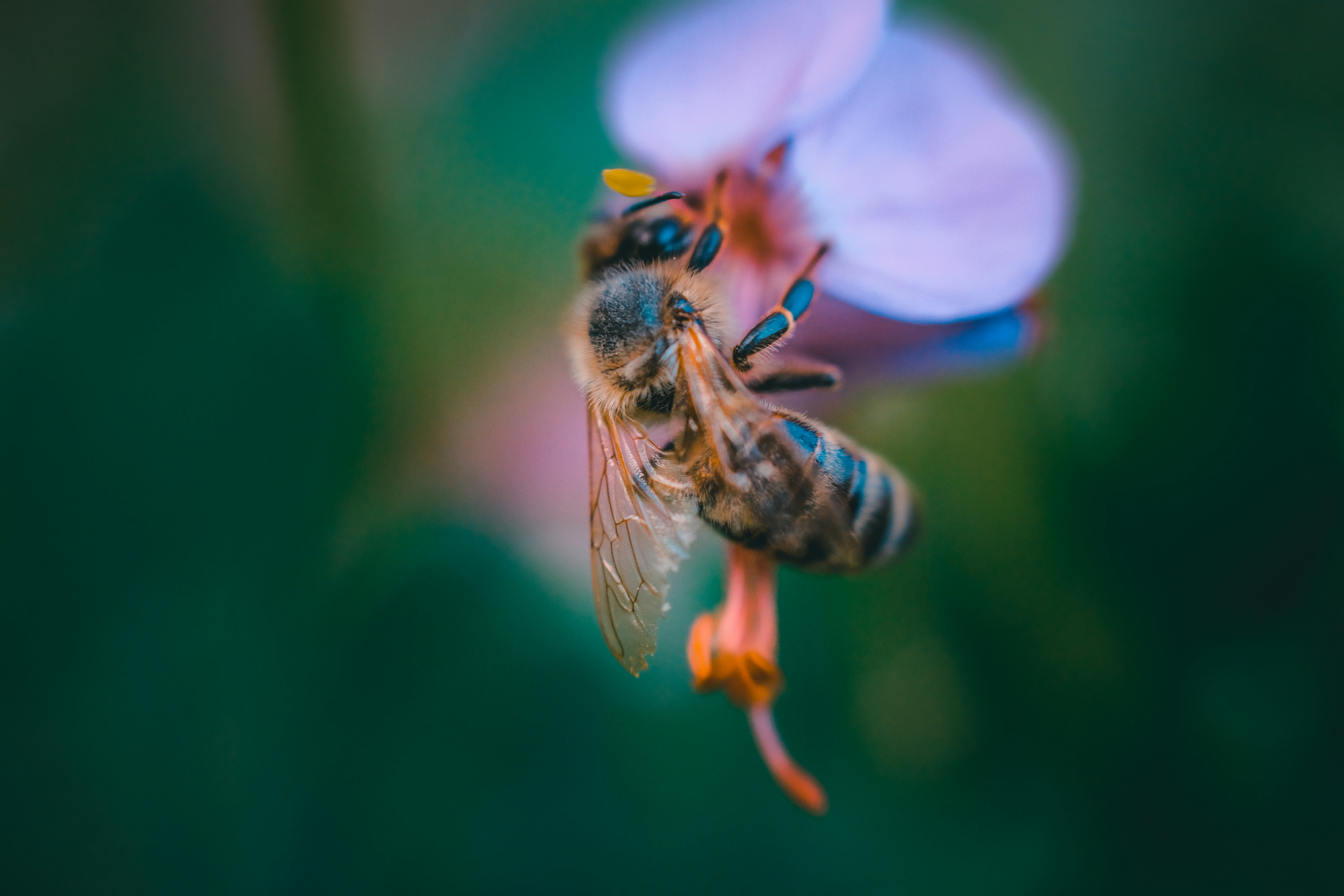 Honey Bee Foraging on Pink Flower